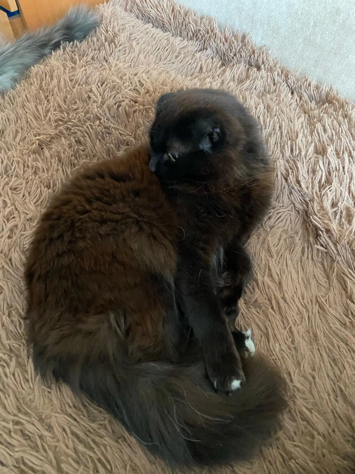 Пропала кошка Чорно-коричневый котик, ул. Ермака, Ялуторовск