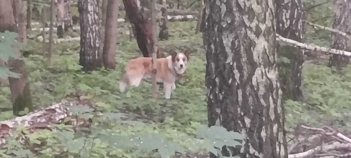 Собака найдена в лесу недалеко от дачи Мейерхольда, адрес: ул. Есенина, Балашиха