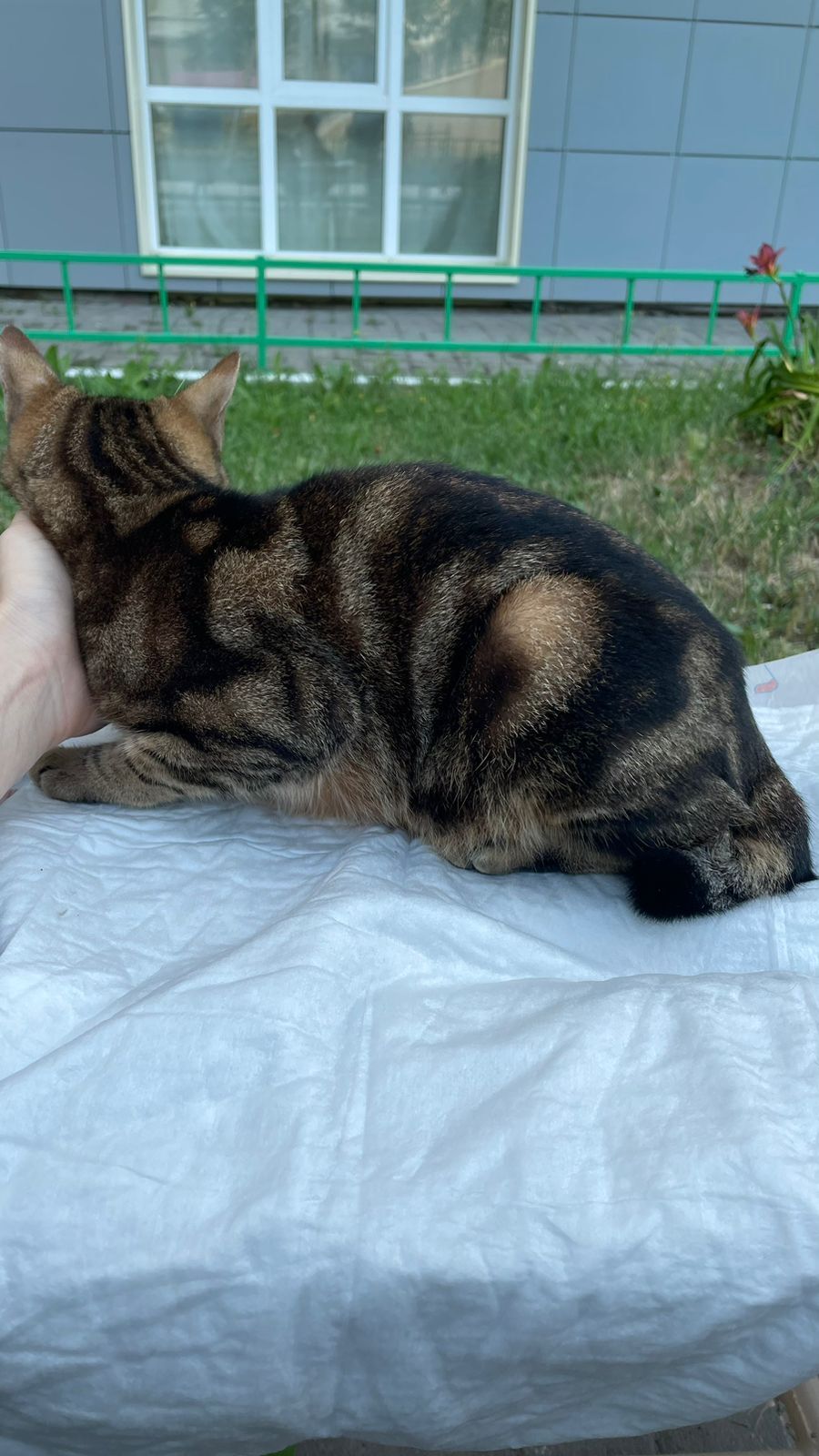 Найдена породистая кошка на Сибирском тракте, 23Б, Казань