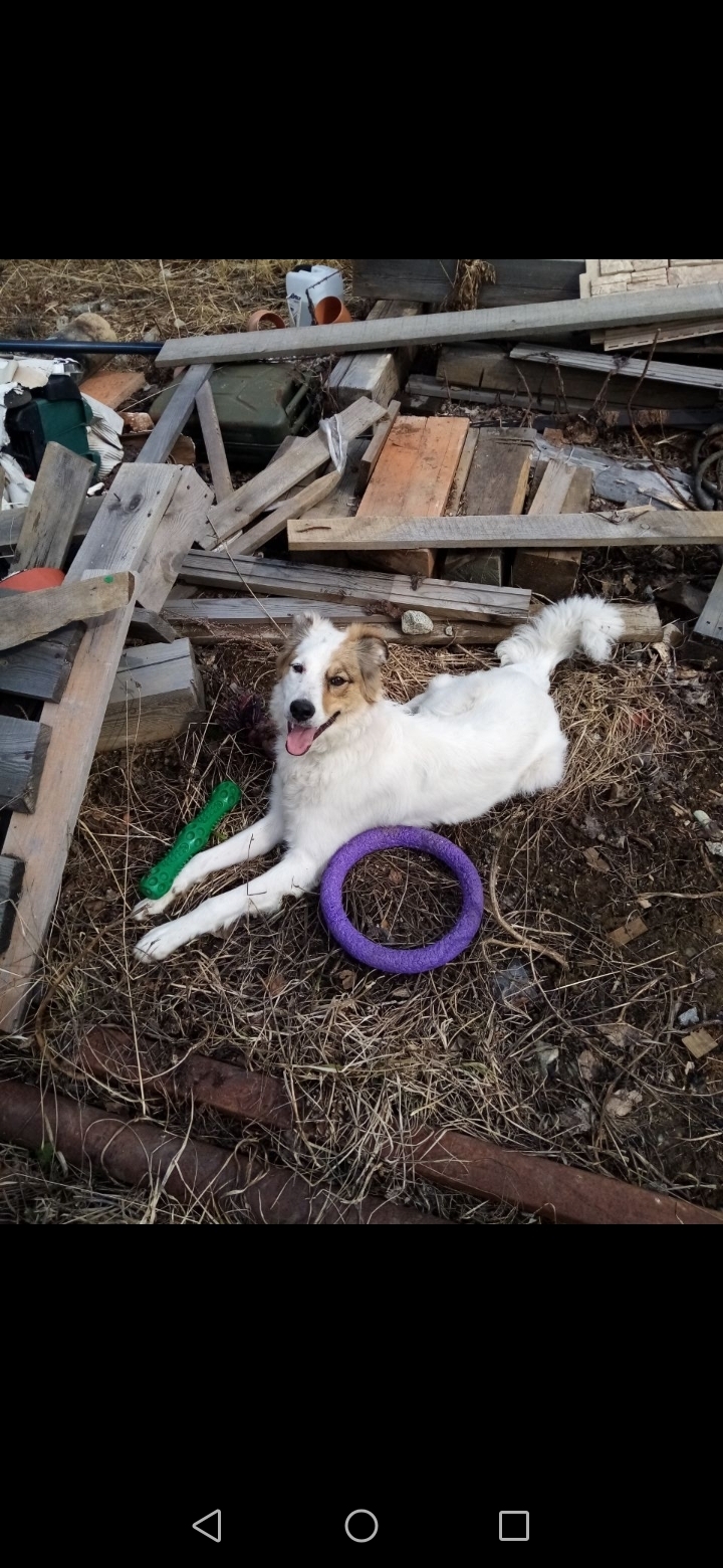 Пропала собака в СНТ 47, Верхняя Пышма