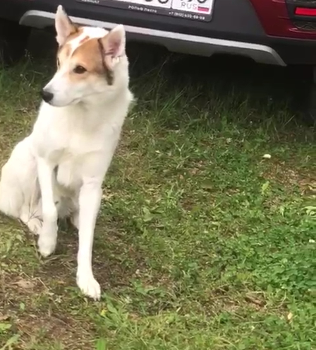 Собака с белым окрасом и хромает на лапу найдена на 1ой линии Снт Грузино-7