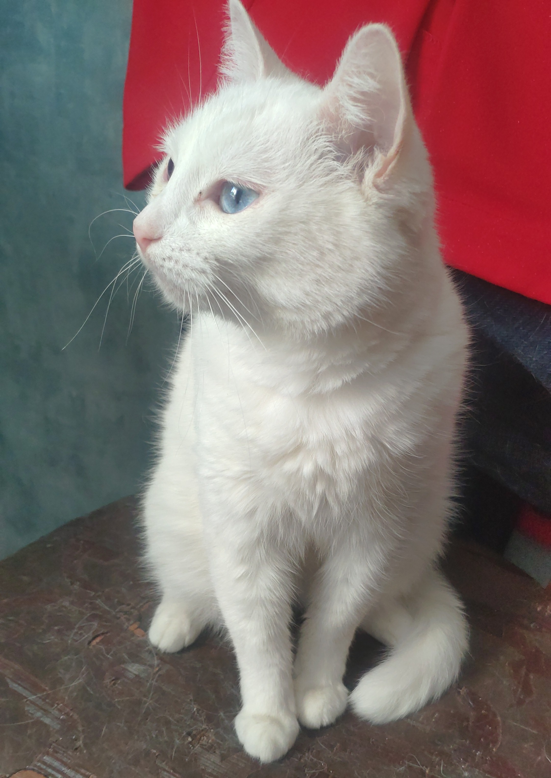 Пропала белая кошка на Домостроительной улице, Республика Коми