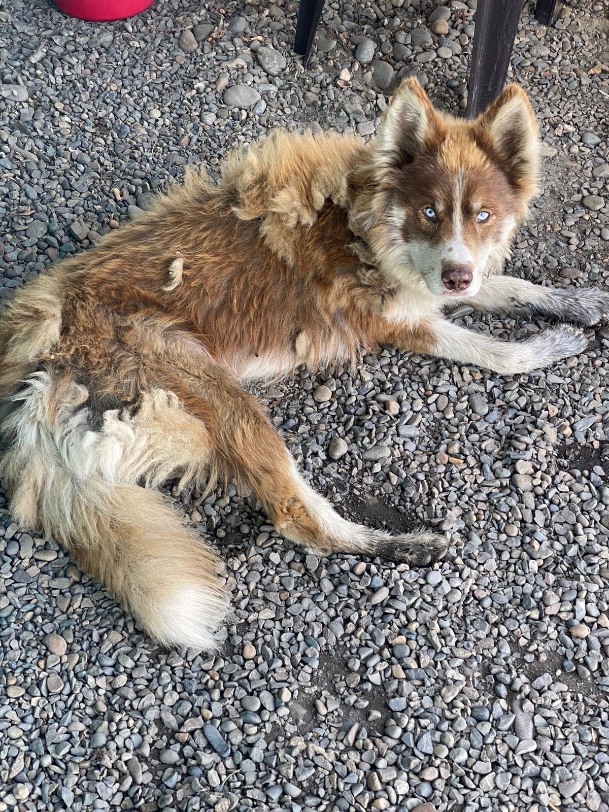 Собака найдена: Нефтяной пер., Бийск