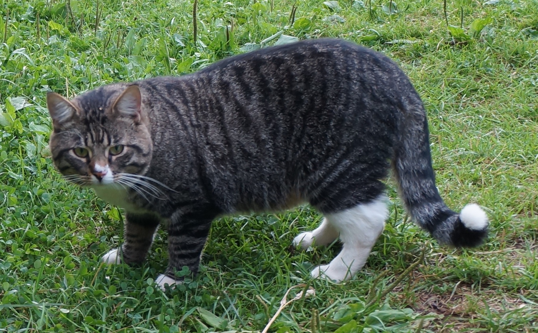 Пропала кошка, Кастрированный кот, 4 года, Хваловское сельское поселение