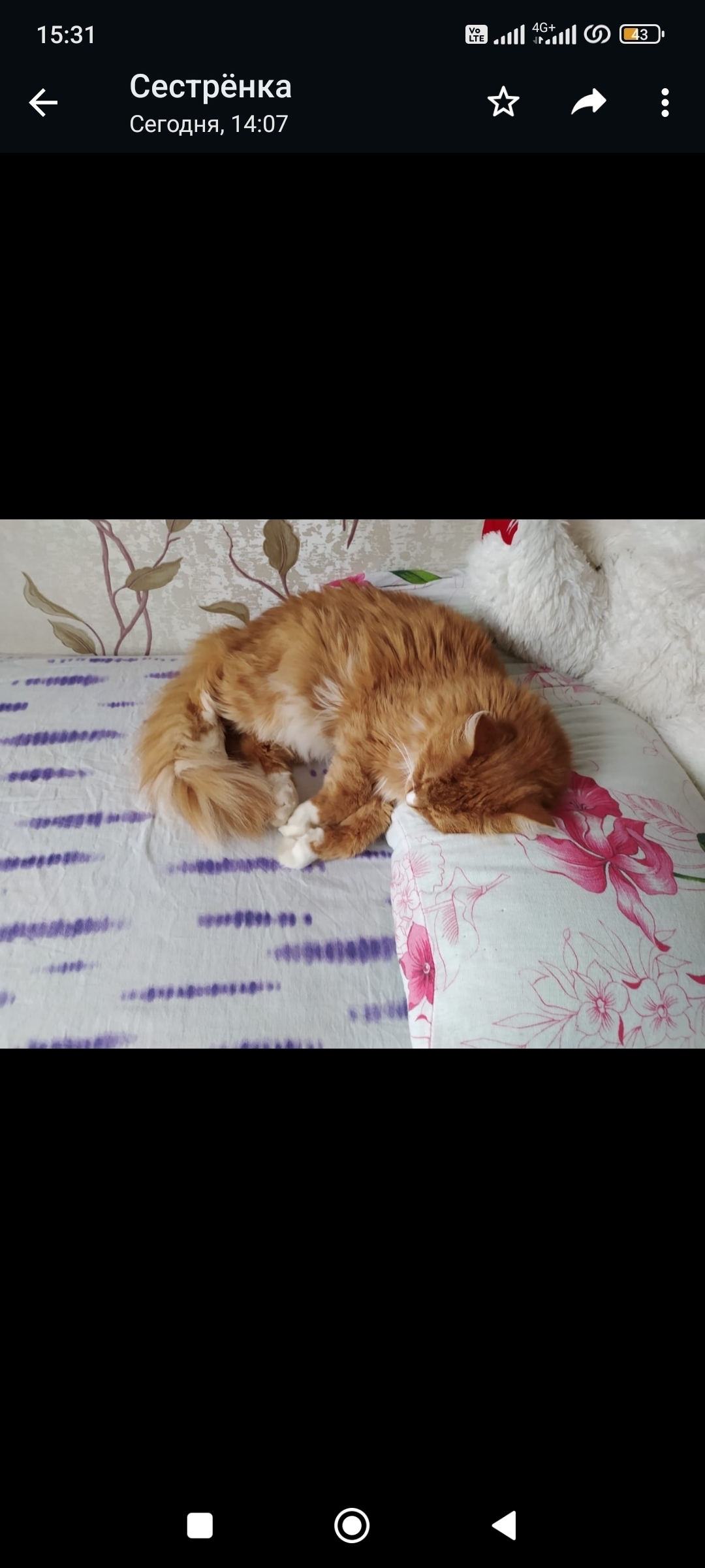 Пропала кошка Рыжий кот, пр. Королёва, 6А