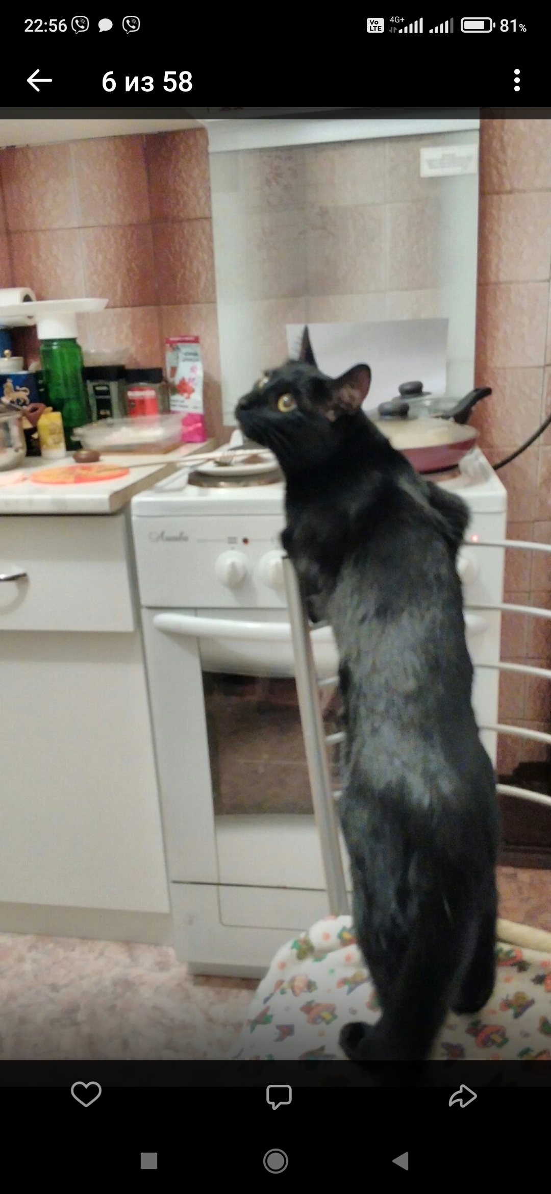 Пропала кошка: чёрный кот с пятнышком, 149, Маркова