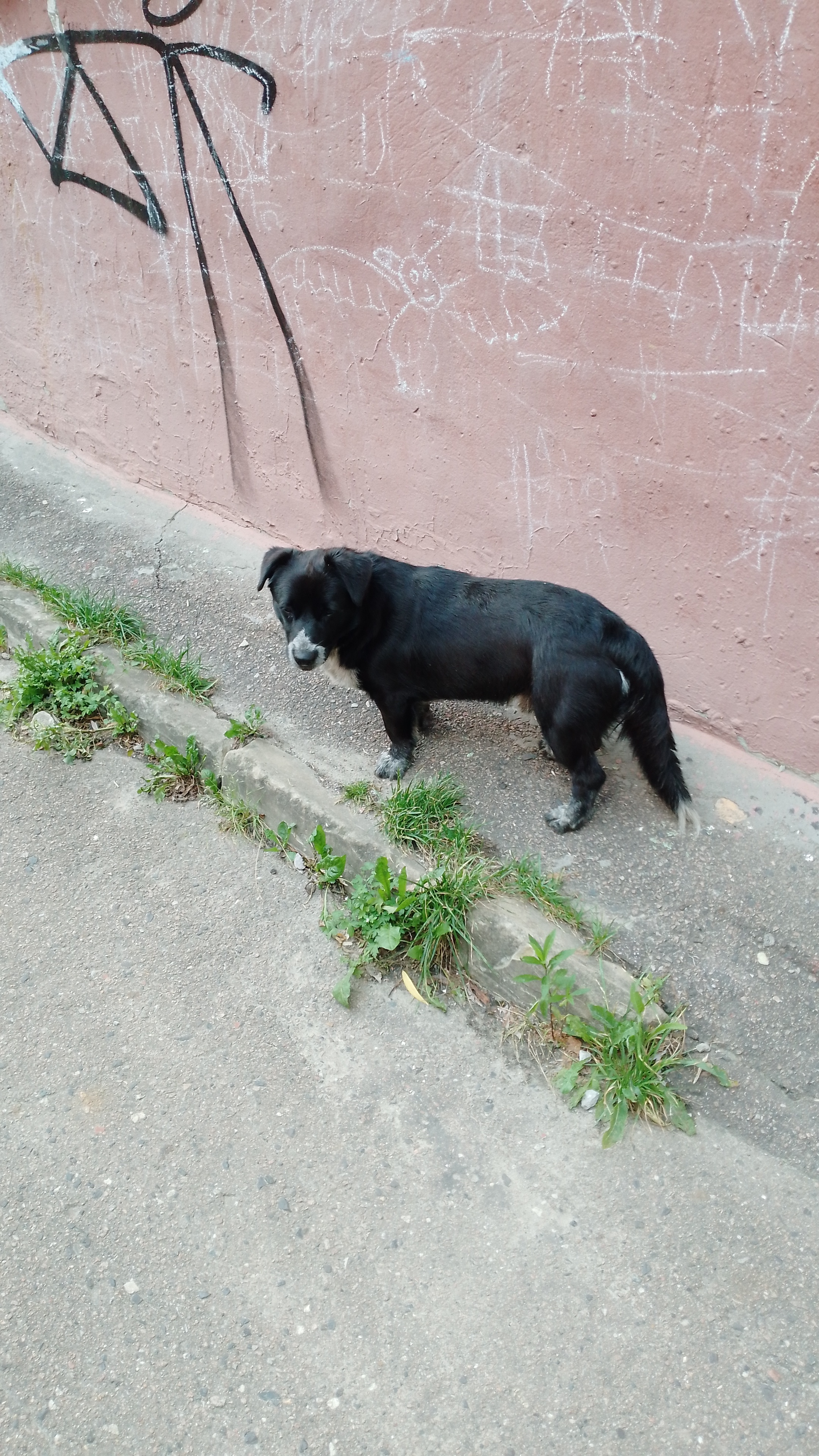 Собака Щенок с ошейником на ул. Грибоедова, 17, Брянск