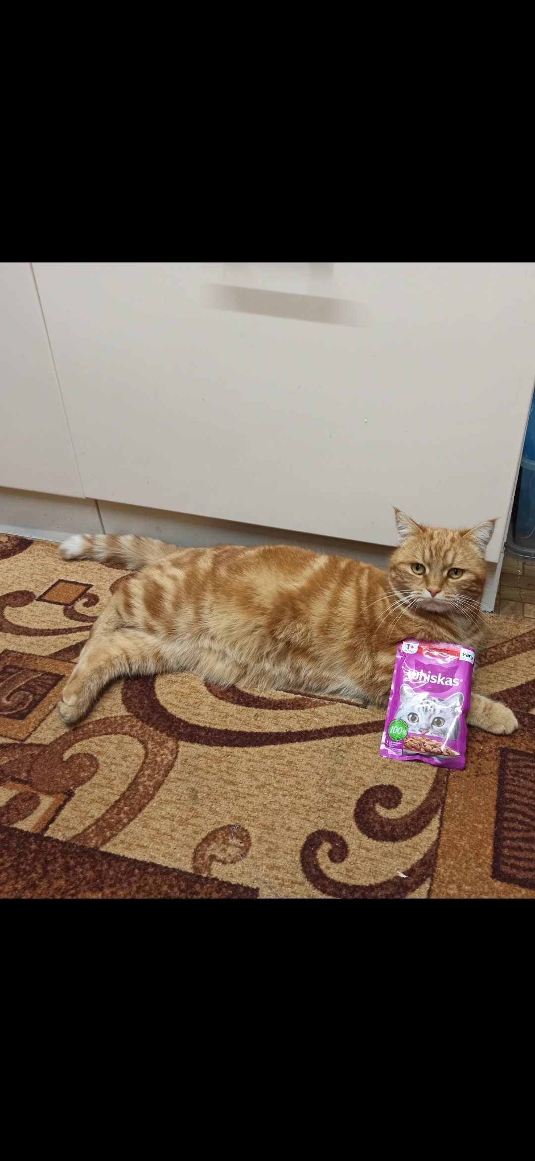 Пропала рыжая кошка в Пионерском, Крым