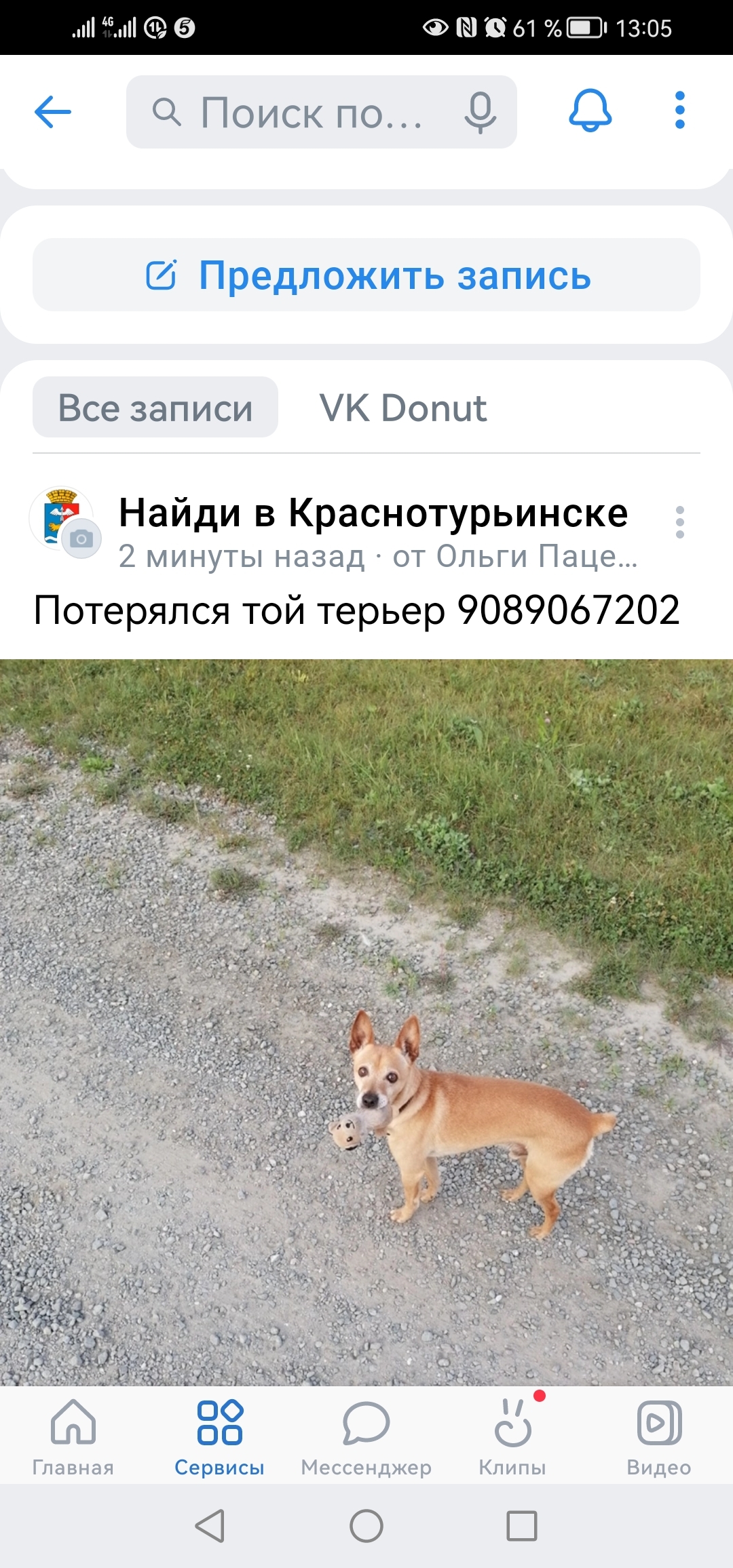 Пропала собака Той терьер ул. Ленина, 101, Краснотурьинск
