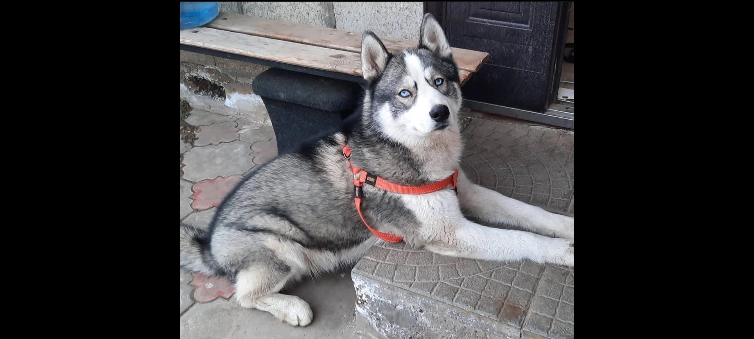Пропала собака породы сибирский хаски в Армавире