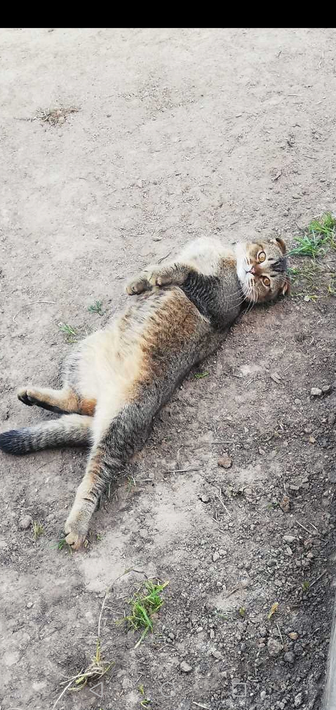 Пропала кошка на Новогайвинской улице, 32А, Пермь