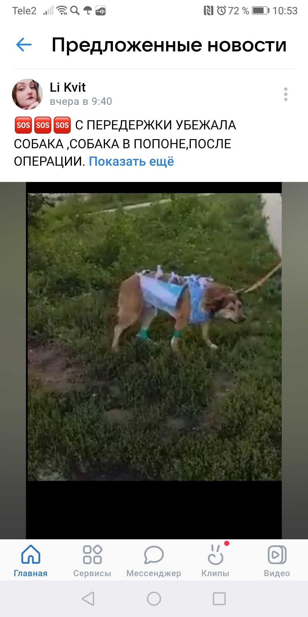 Пропала собака в Ленинском районе, Новосибирск