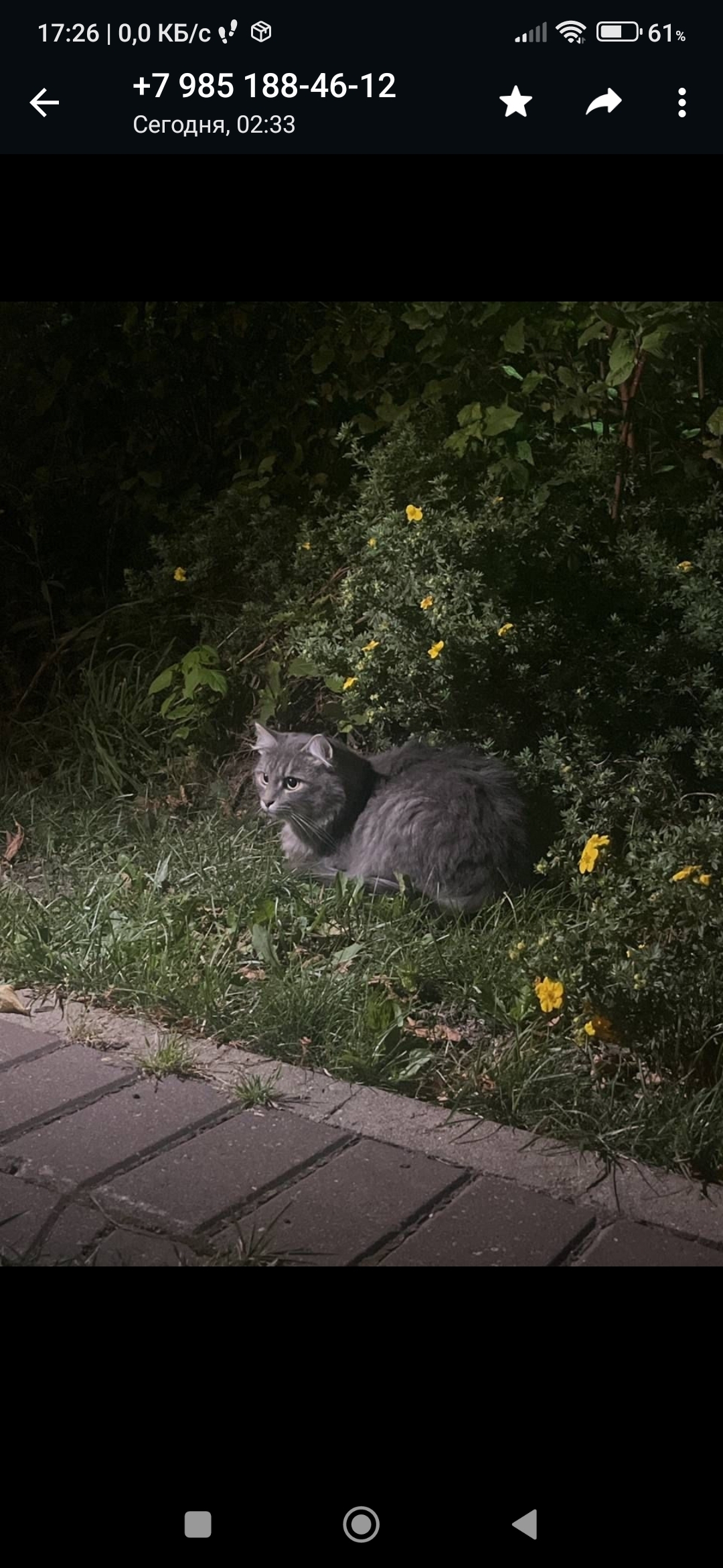 Пропала кошка Крупный Кот сибирской породы, адрес: деревня Прокшино, Москва  | Pet911.ru