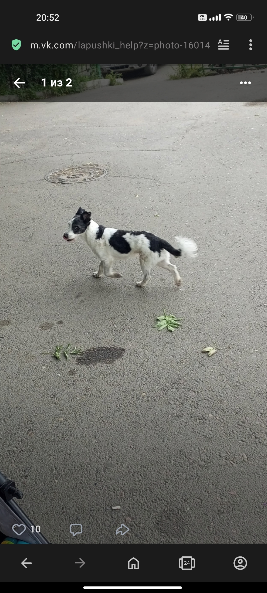 Пропала собака Кабель на ул. Льва Толстого, Красноярск | Pet911.ru