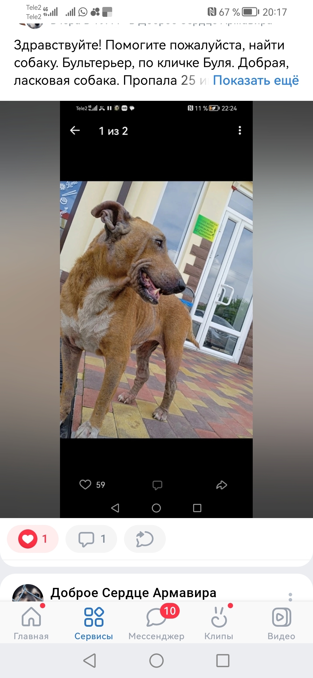 Пропала собака Бультерьер по адресу: Луначарского, 116, Армавир