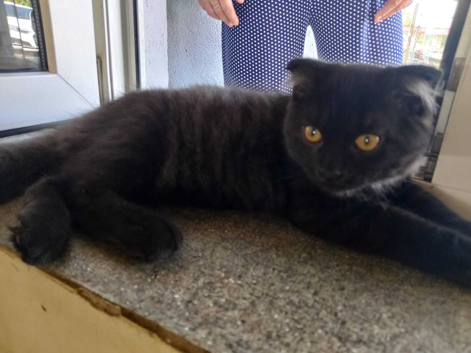 Найден молодой котик возле магазина Чижик, Москва