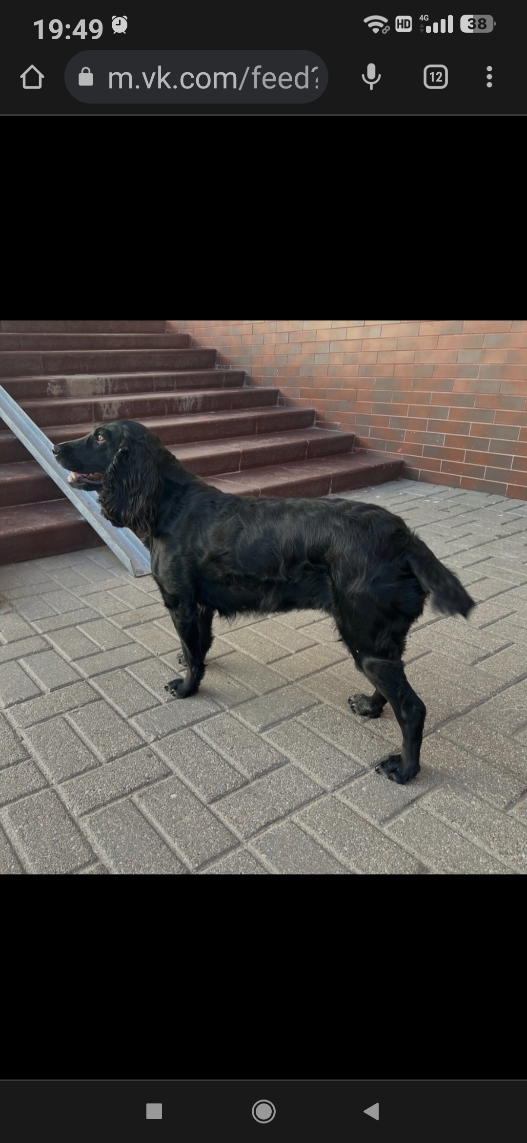 Собака Спаниель найдена в Фрязино, ул. Вокзальная, 15