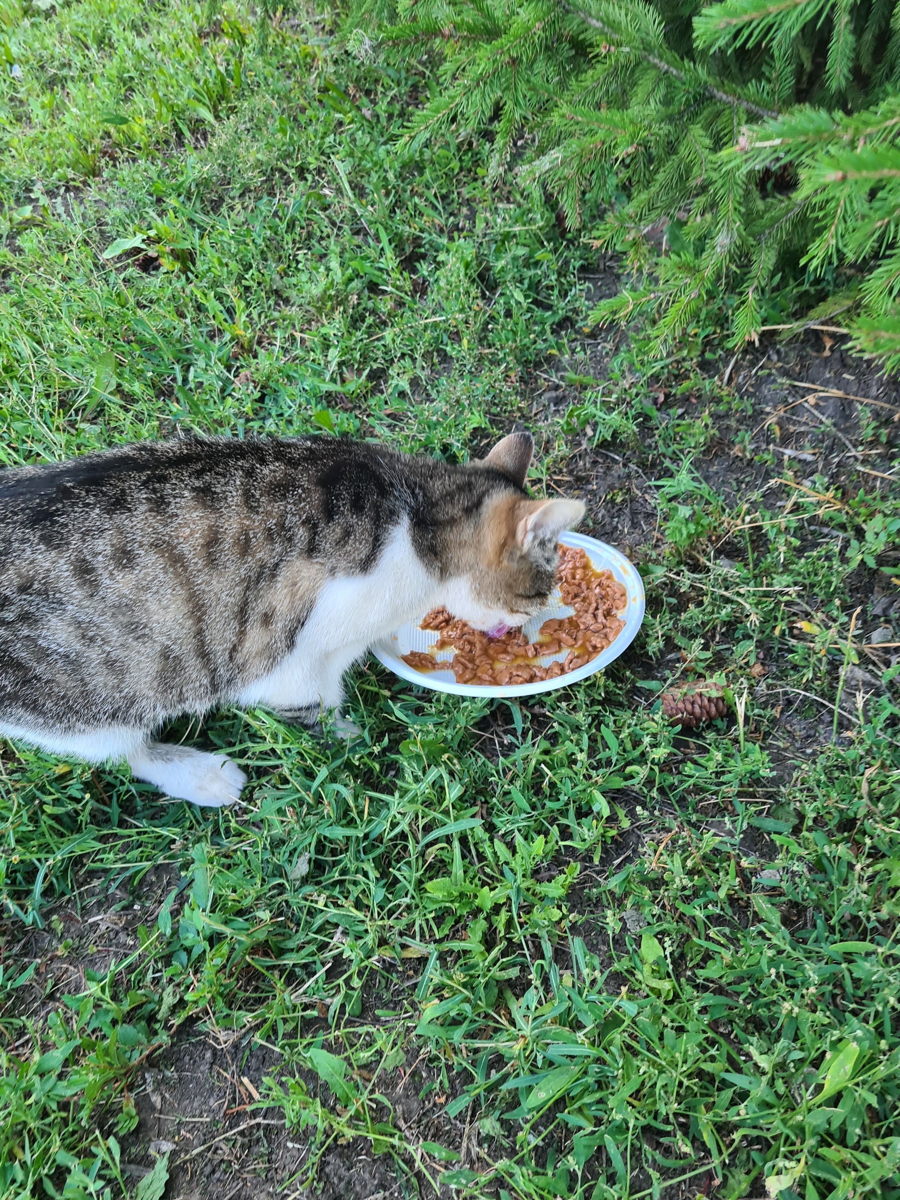 Кошка в опасности: Молодёжная ул., 5, Новокуйбышевск | Pet911.ru