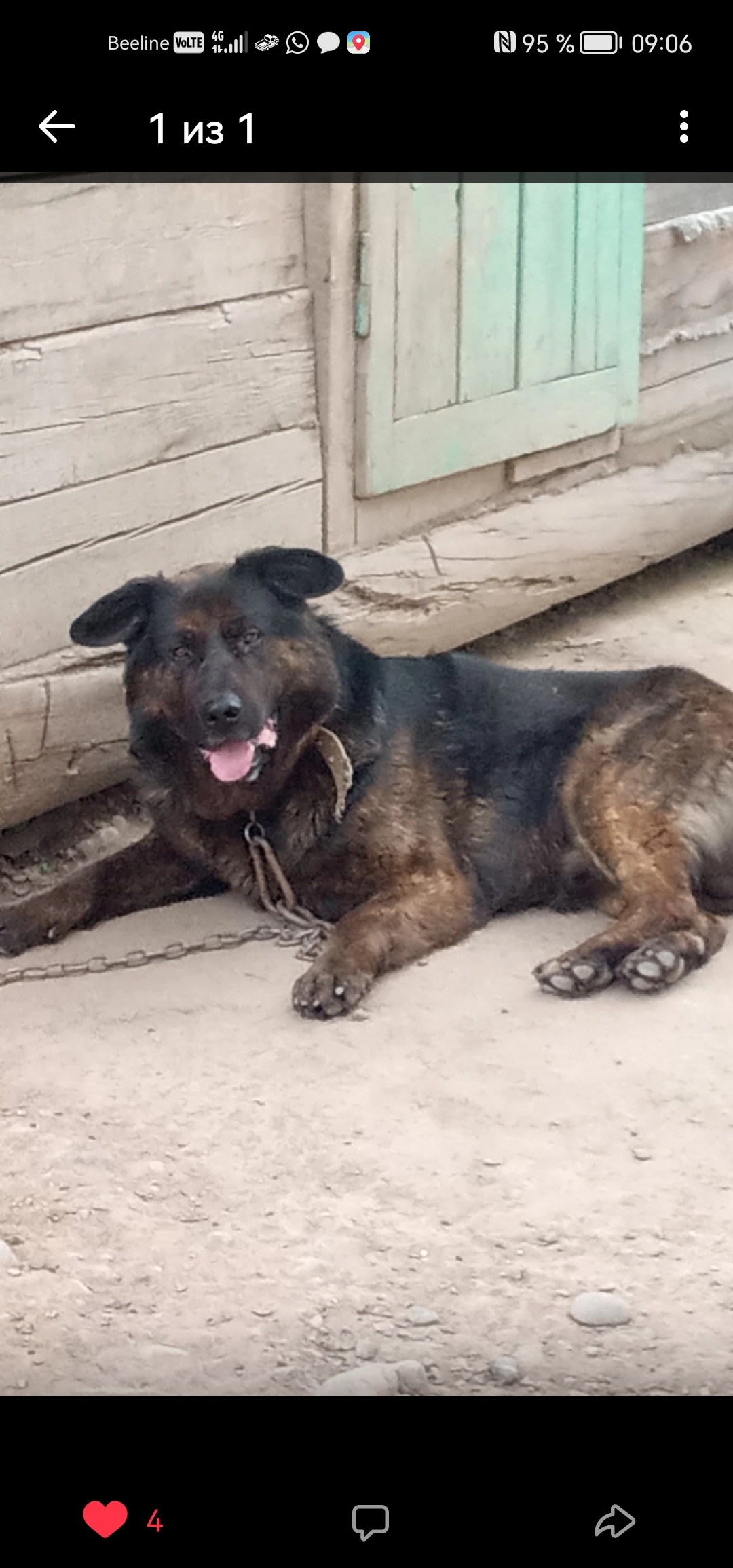 Пропала собака на Дорожной улице, 4, Киренск