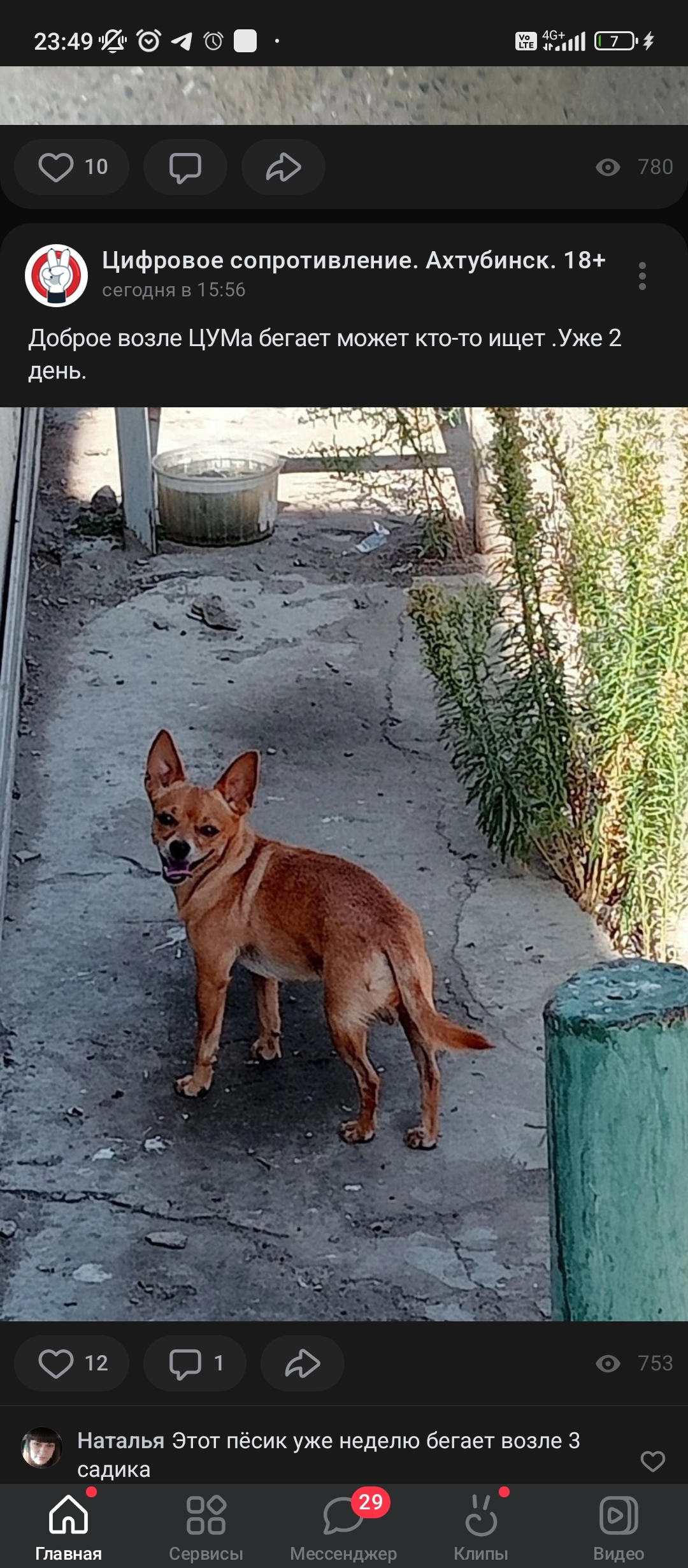 Пропала рыжая собака Мальчик, ул. Кочубея, Ахтубинск