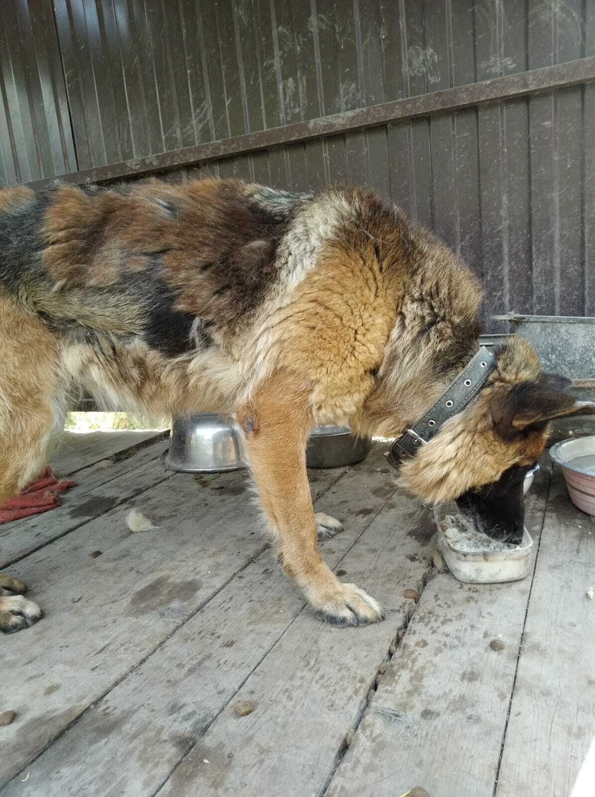 Найдена собака Немецкая овчарка, ищем хозяев (Ставропольский край)