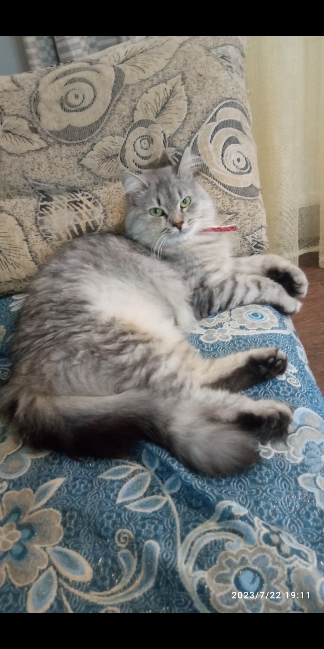 Пропала кошка, Западная ул. 85, Славянск-на-Кубани