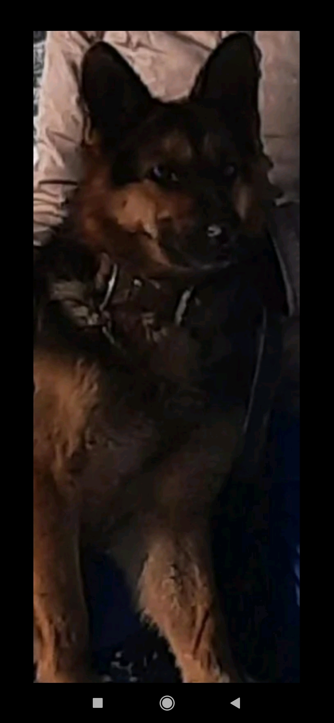 Пропала собака Зара на Спиртзаводском тракте