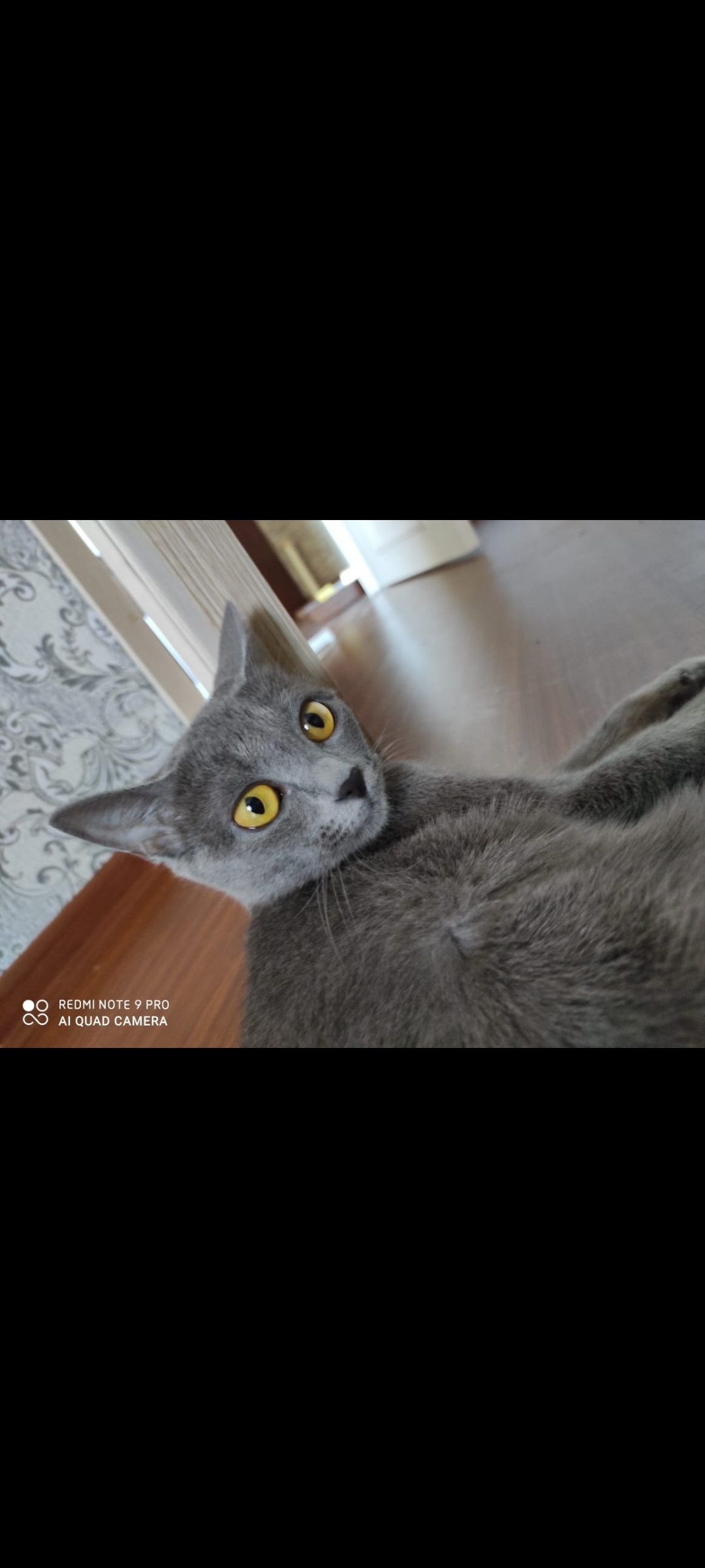 Пропала серо-голубая кошка в Астрахани