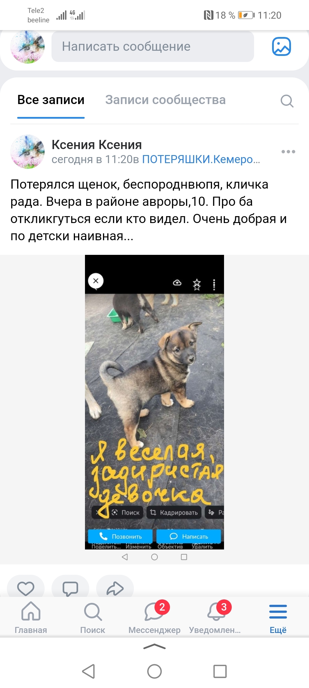 Пропала собака: щенок Рада, ул. Авроры, 14, Кемерово