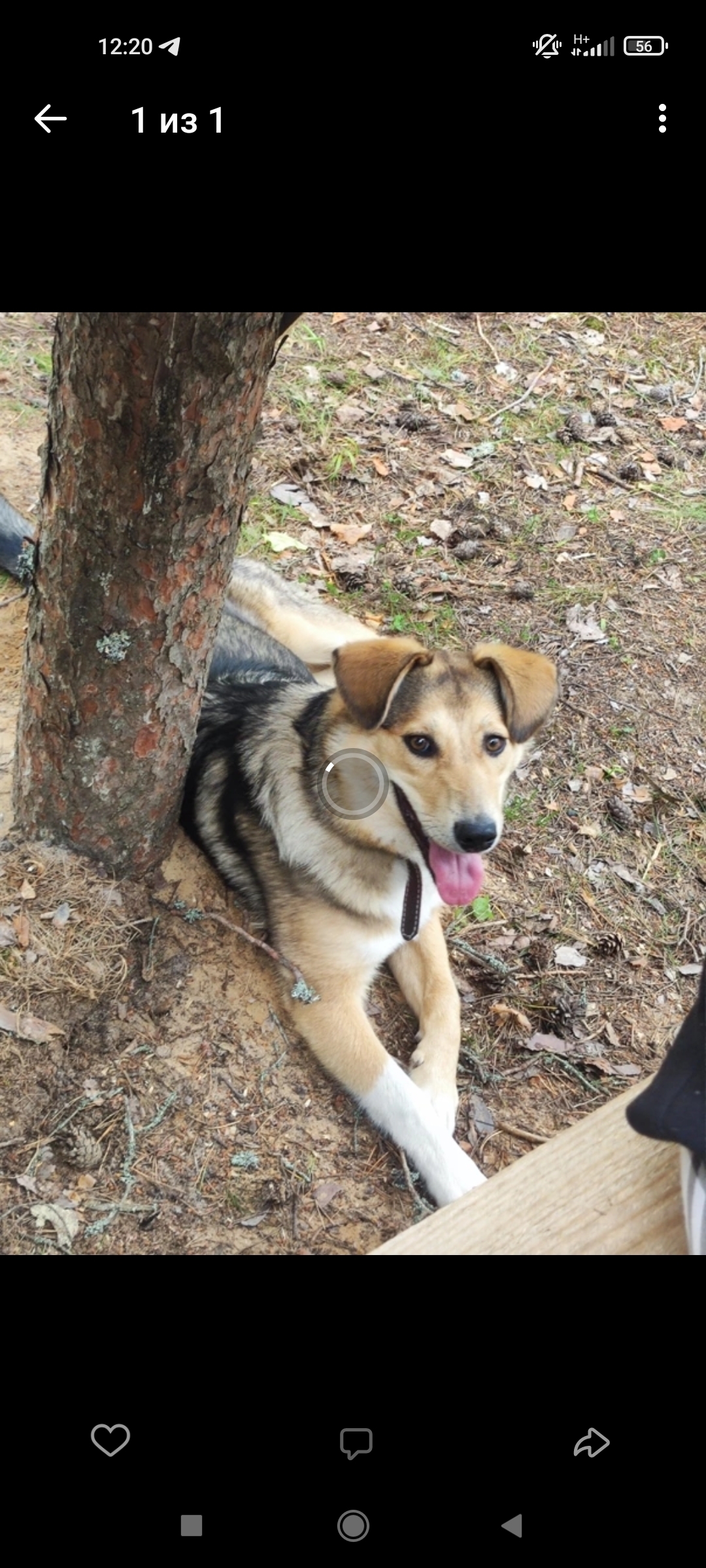Пропала собака Майка в районе д. Сухое, Ленобласть