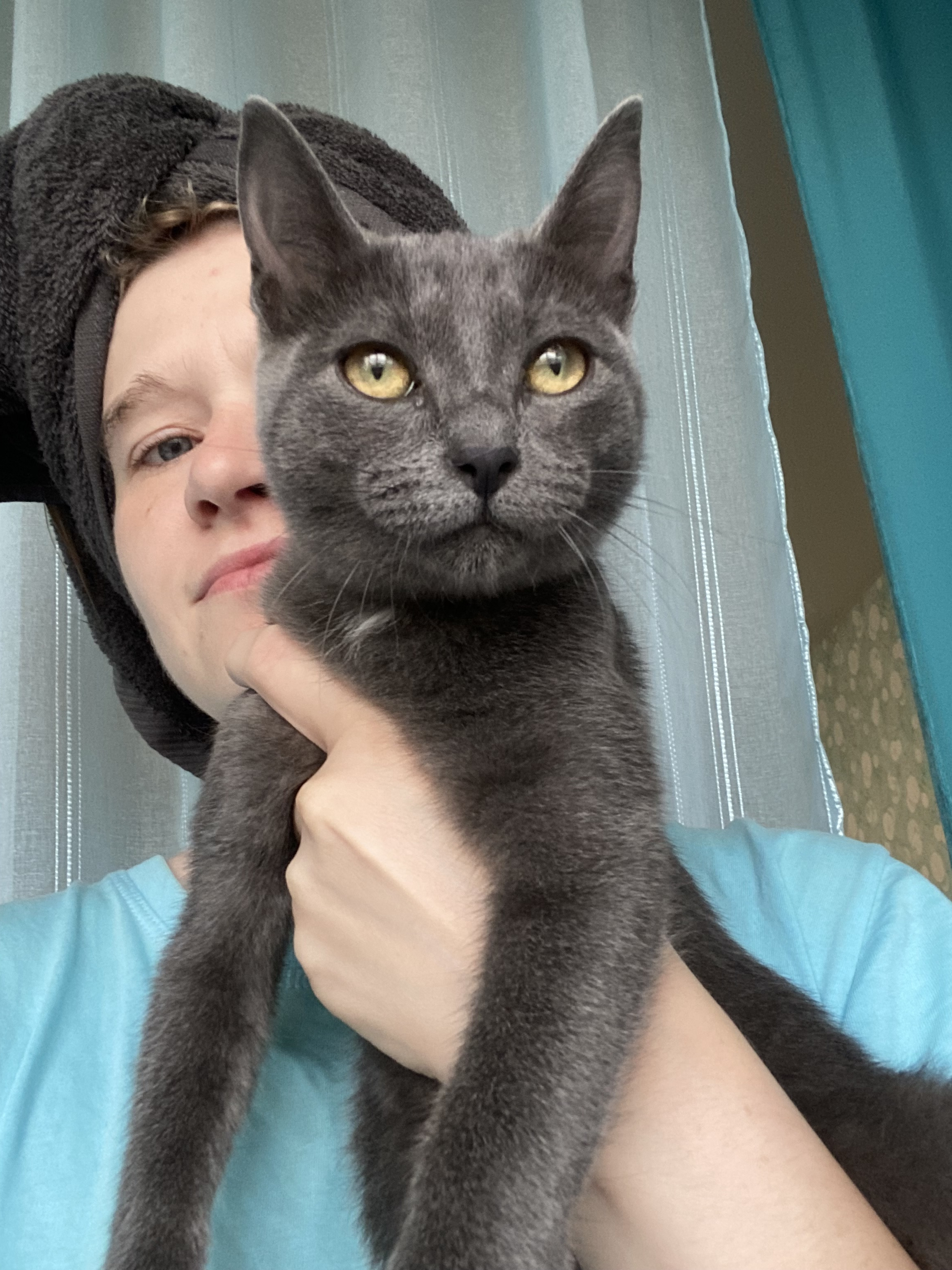 Найдена кошка: Красноярск, Дачная ул., 35