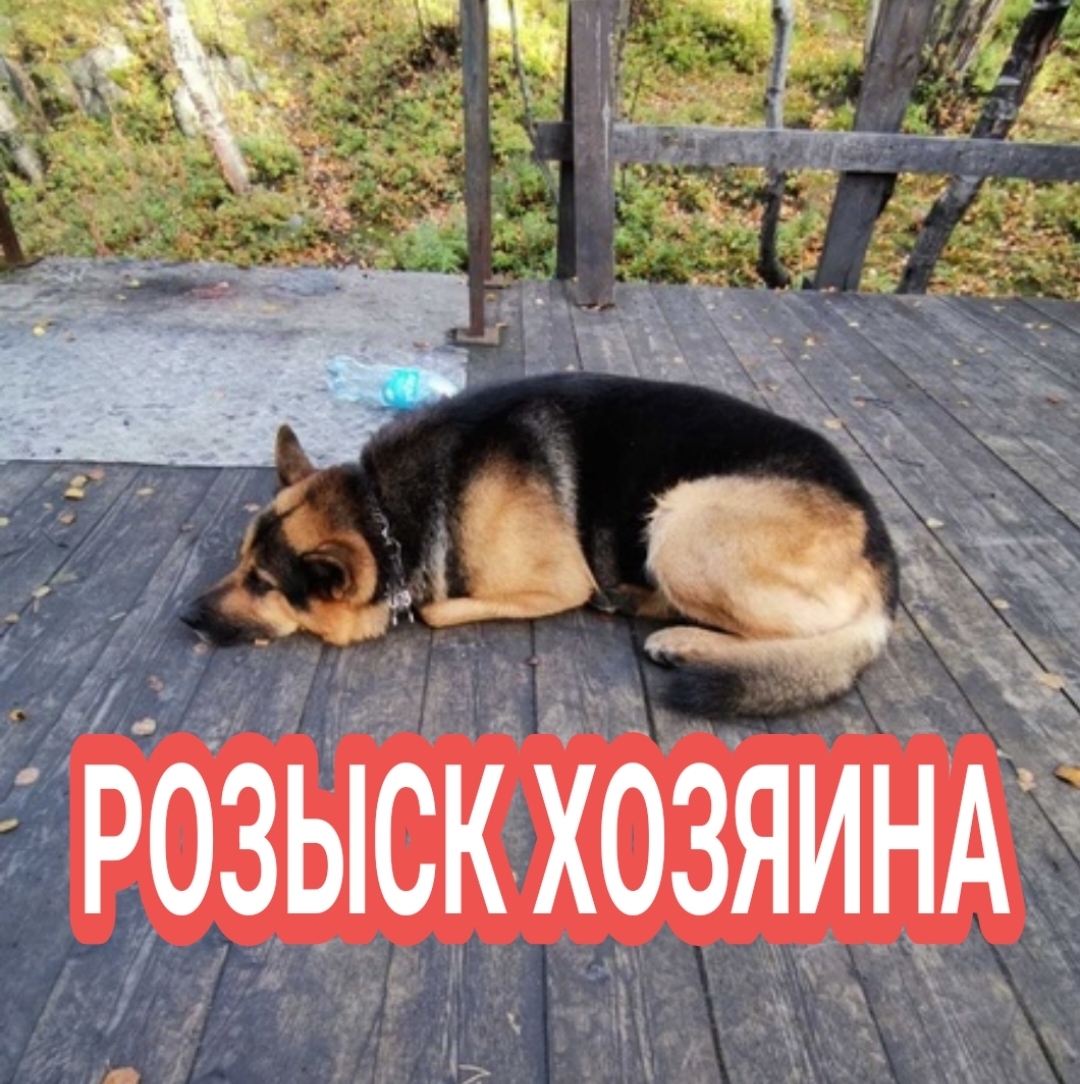 Найдена собака в Мурманске, ищем хозяев