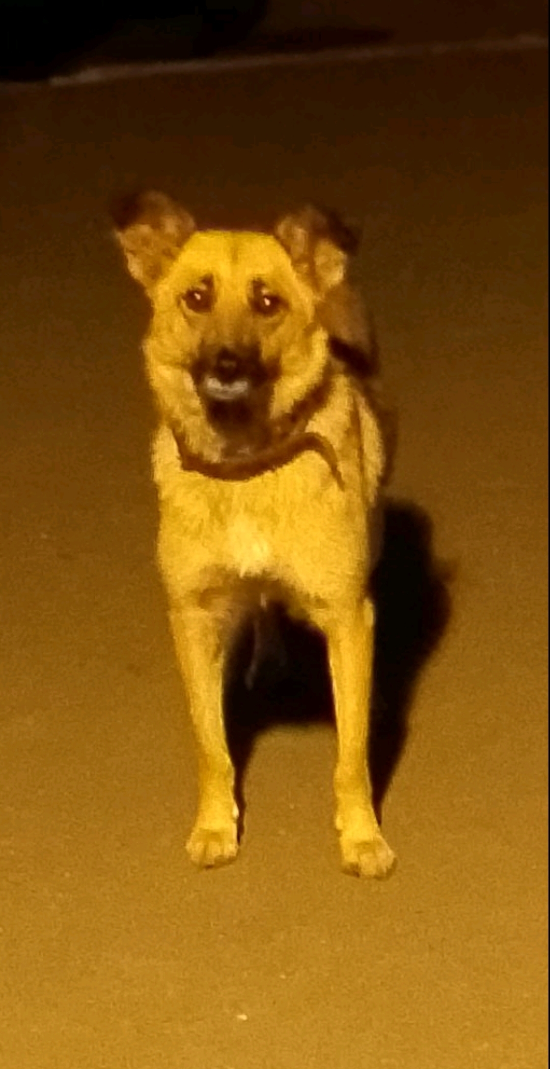 Пропала собака в Самаре, ул. Евгения Золотухина. Помощь нужна!