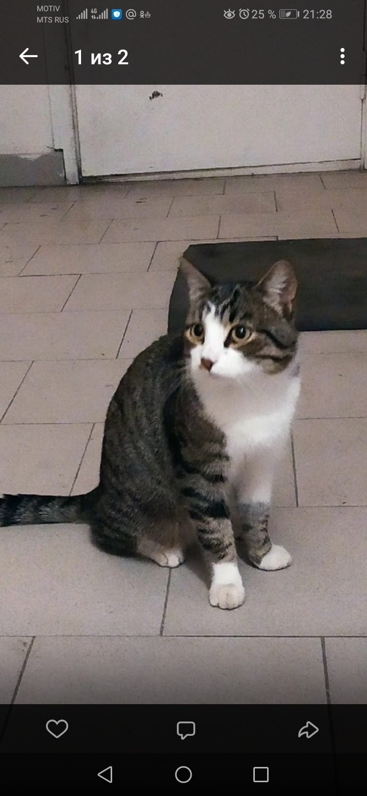 Найден ласковый кот, ищем хозяев: Таганская ул., 51А, Екатеринбург