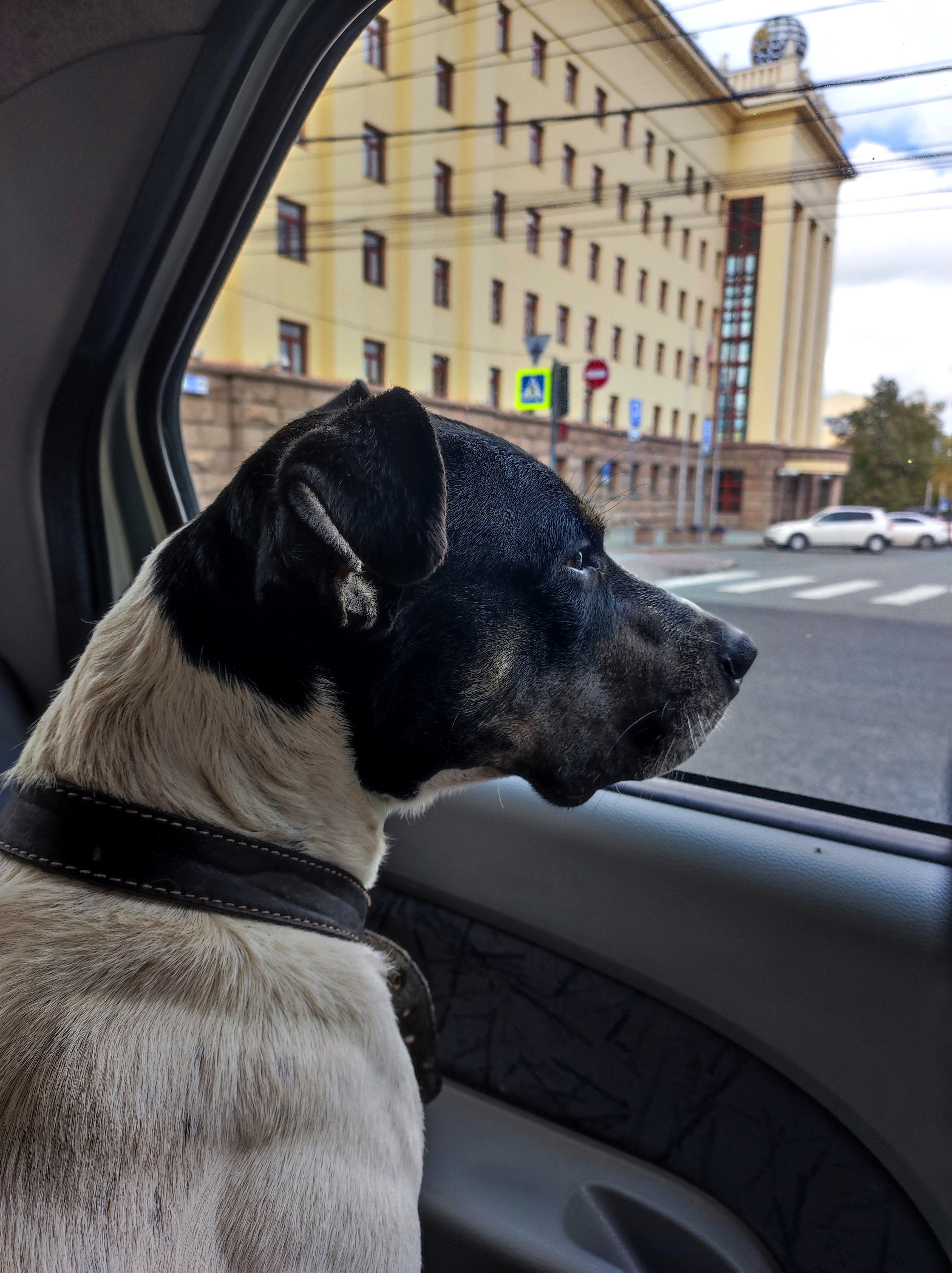 Найдена собака: Новороссийская ул., 122, Челябинск