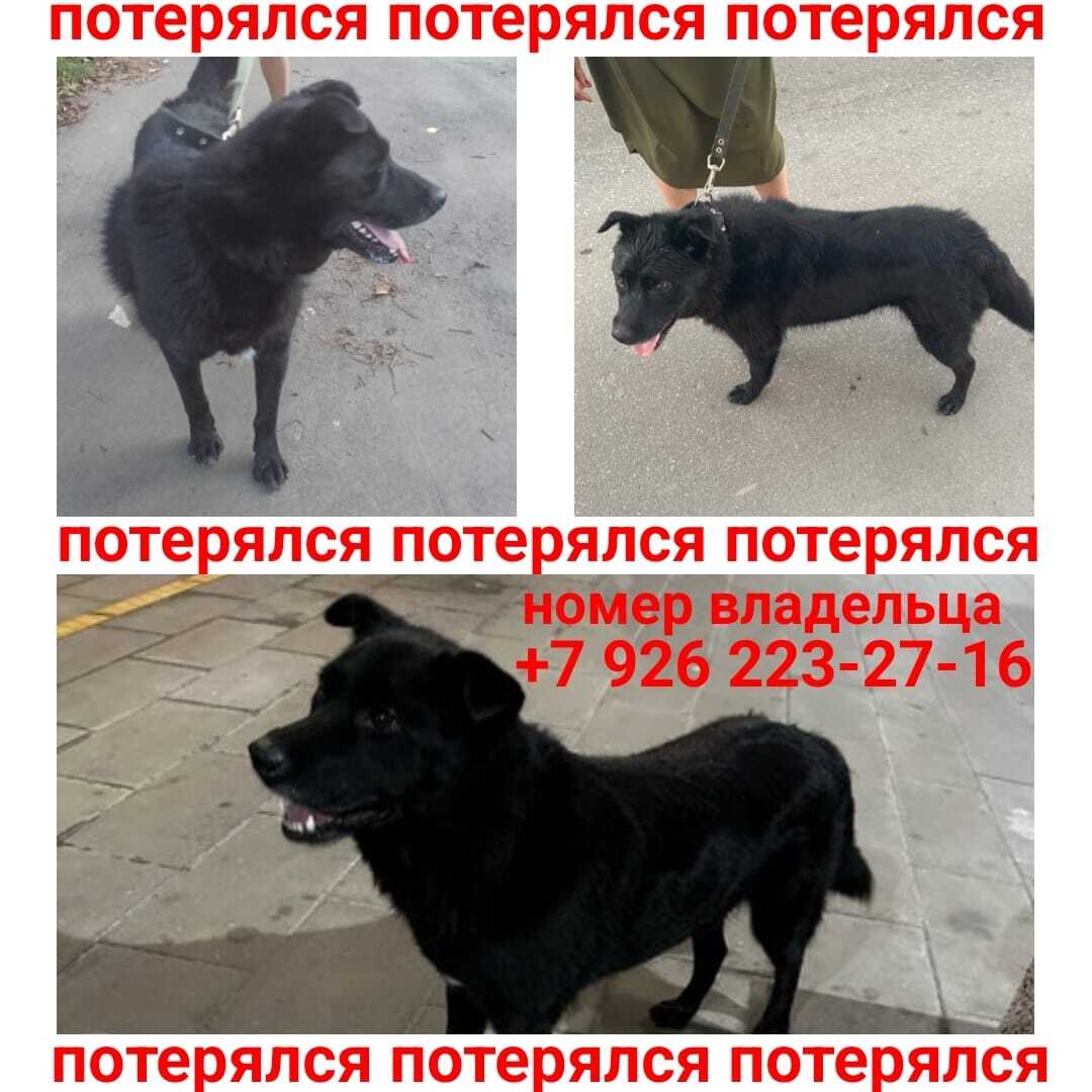Пропала собака: кобель, электричка Ленинградский вокзал, Москва
