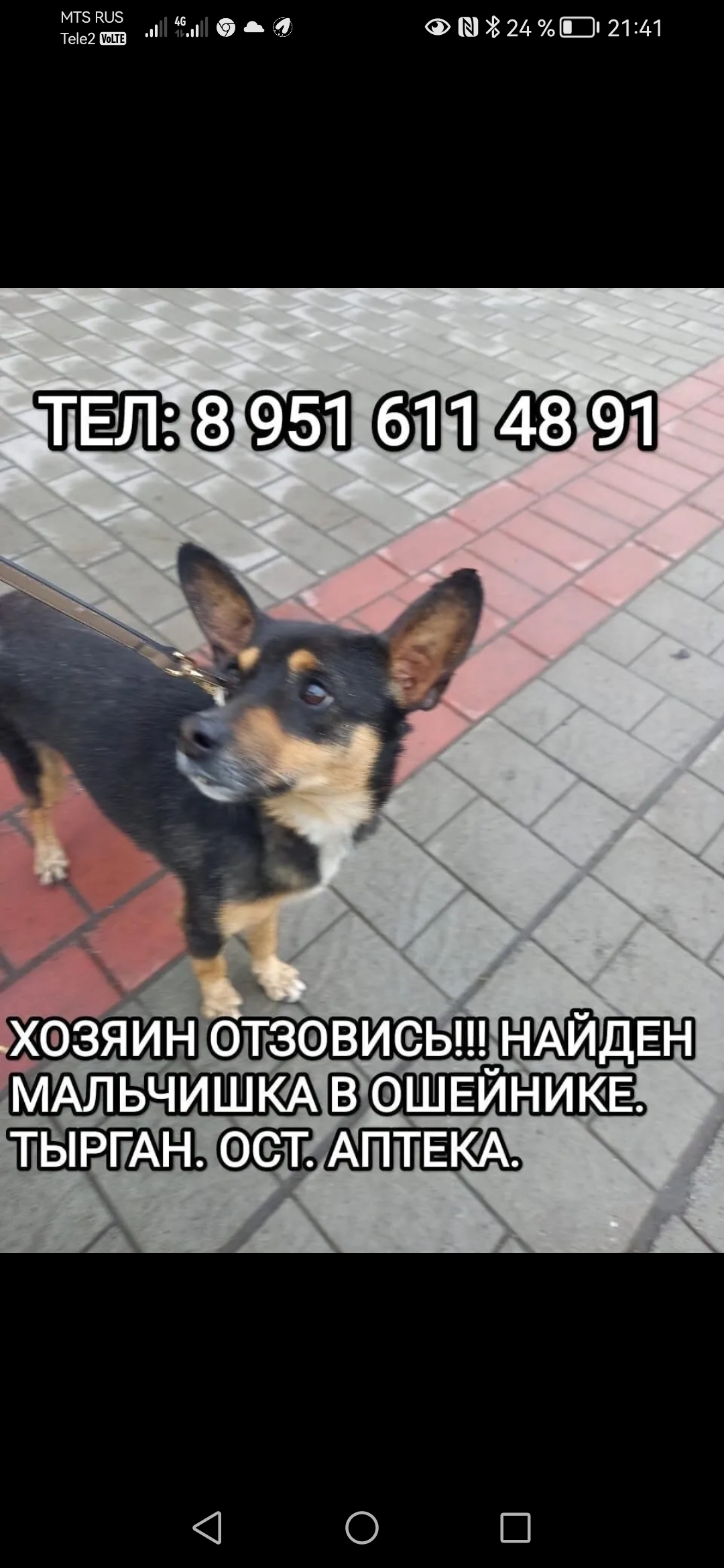 Собака найдена: ул. Обручева, 46, Прокопьевск
