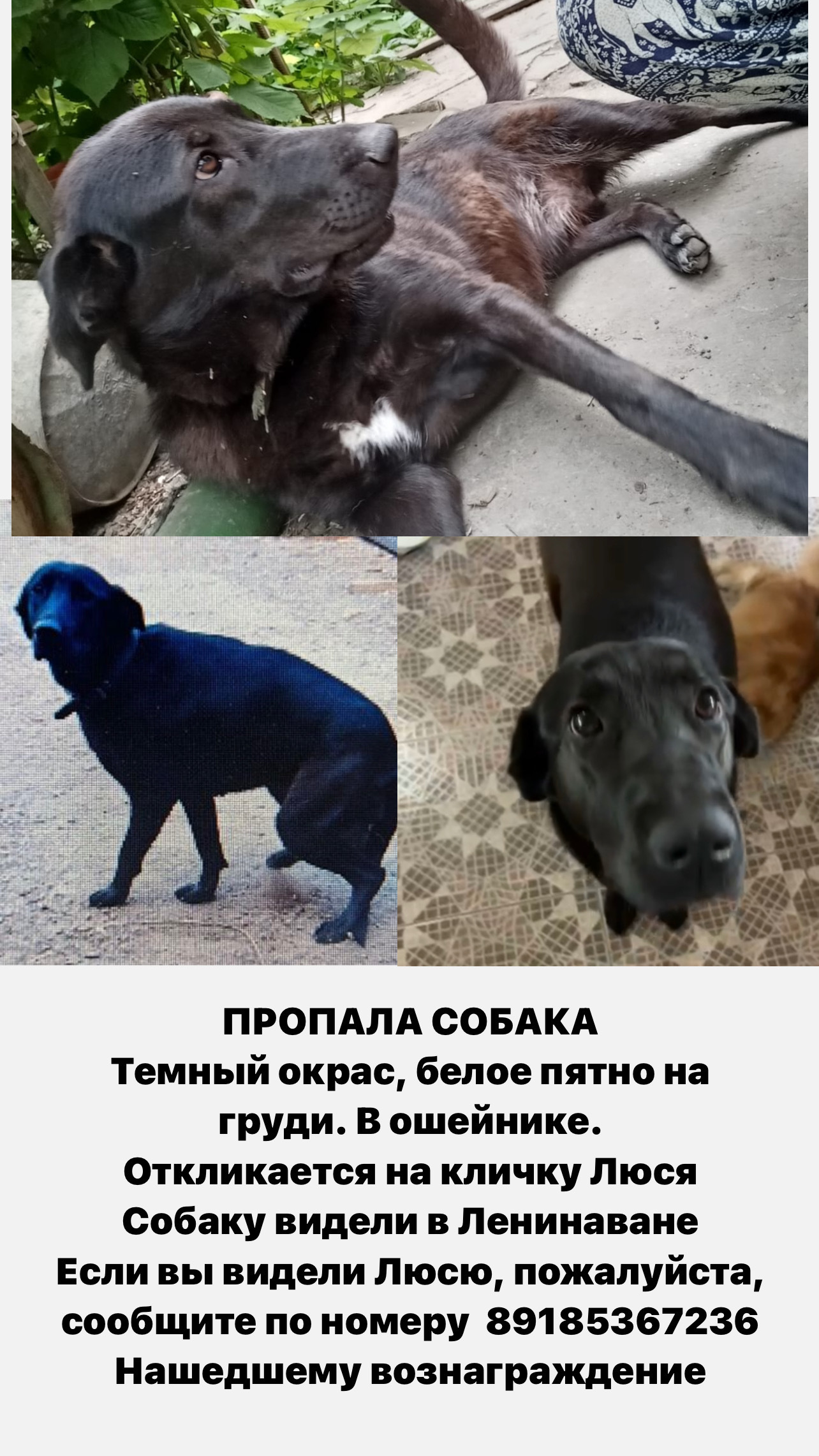 Пропала собака в Ростове-на-Дону, пересечение Оганова/Особенная | Pet911.ru