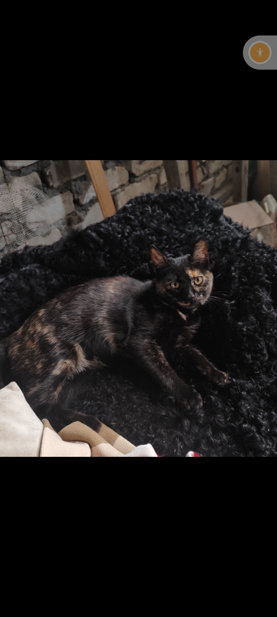 Пропала черепаховая кошка и черный котенок в Орле