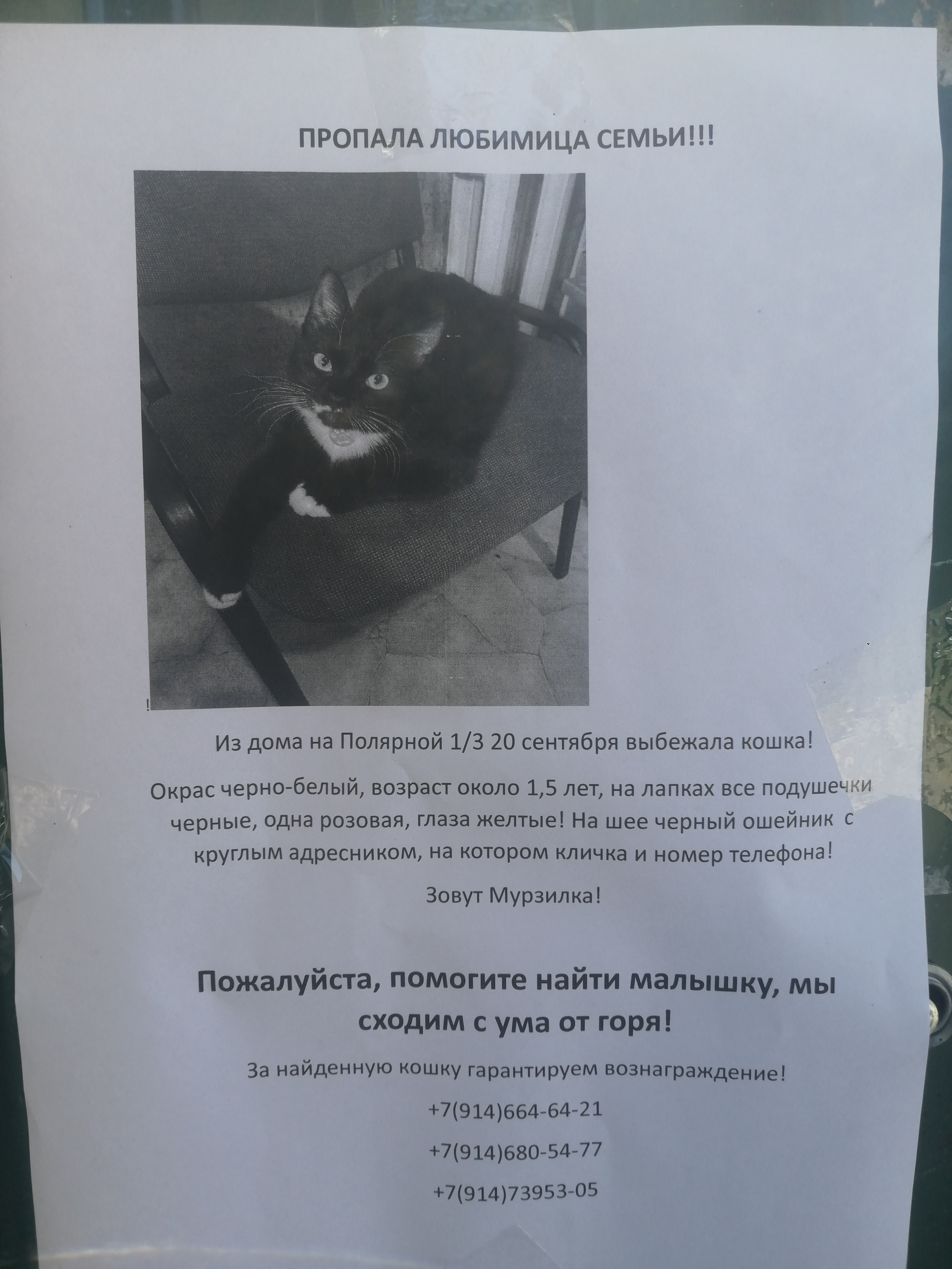Пропала кошка на Полярной ул., 1, Владивосток