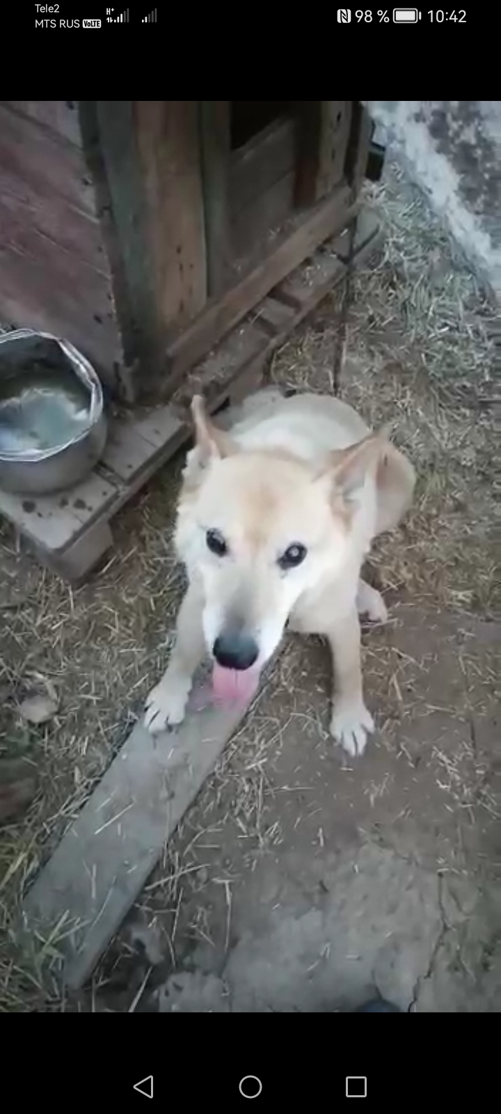 Пропала собака Бармен, село Новокаменское, Владимирская область