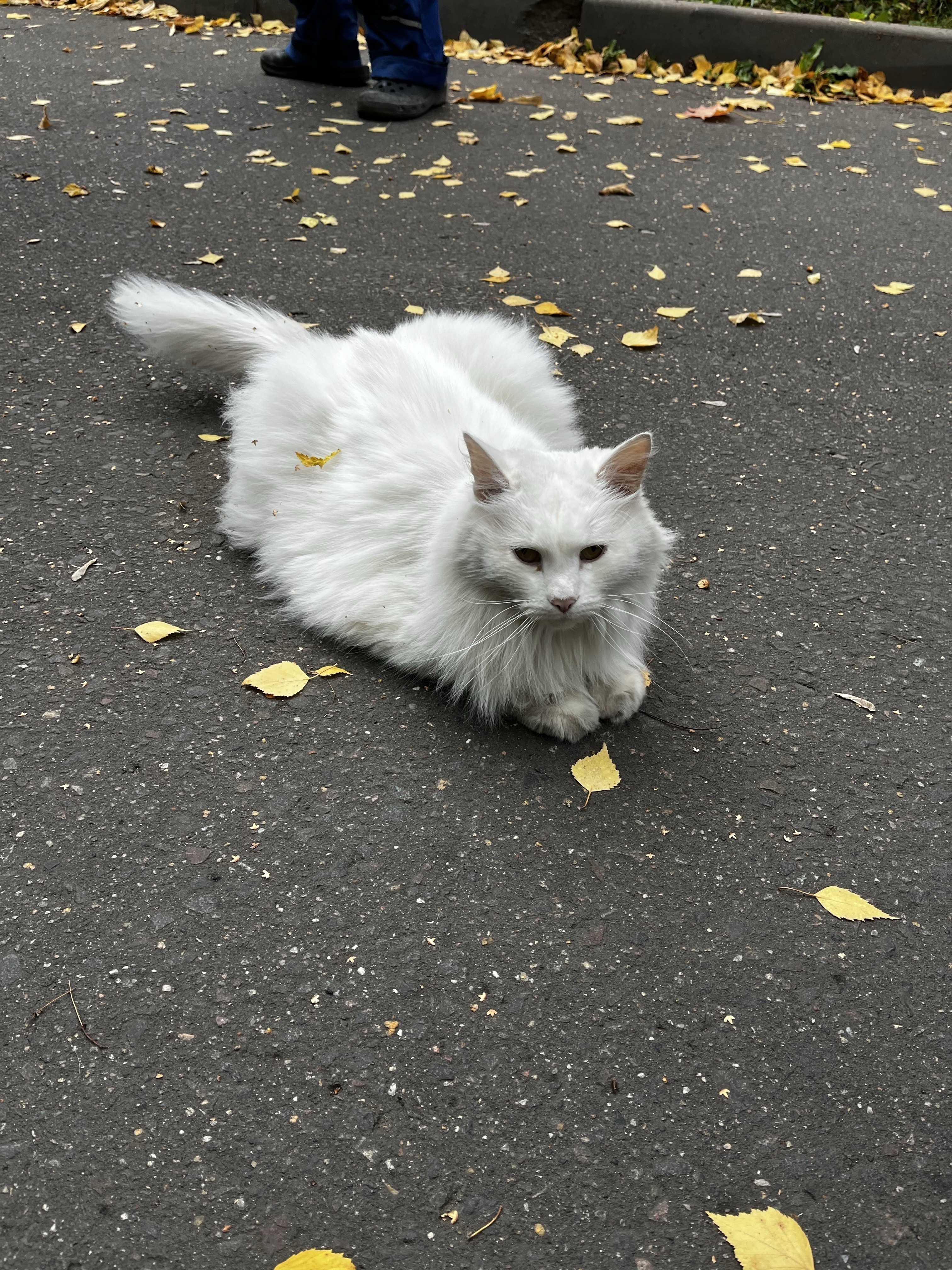 Найден белый кот без ошейника, Ломоносовский пр-т, 31к7, Москва