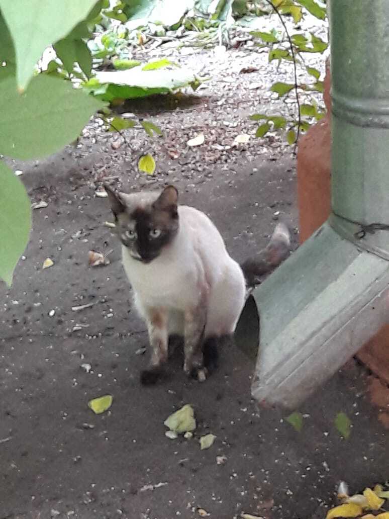 Найдена кошка во дворе Измайловского проезда, 16