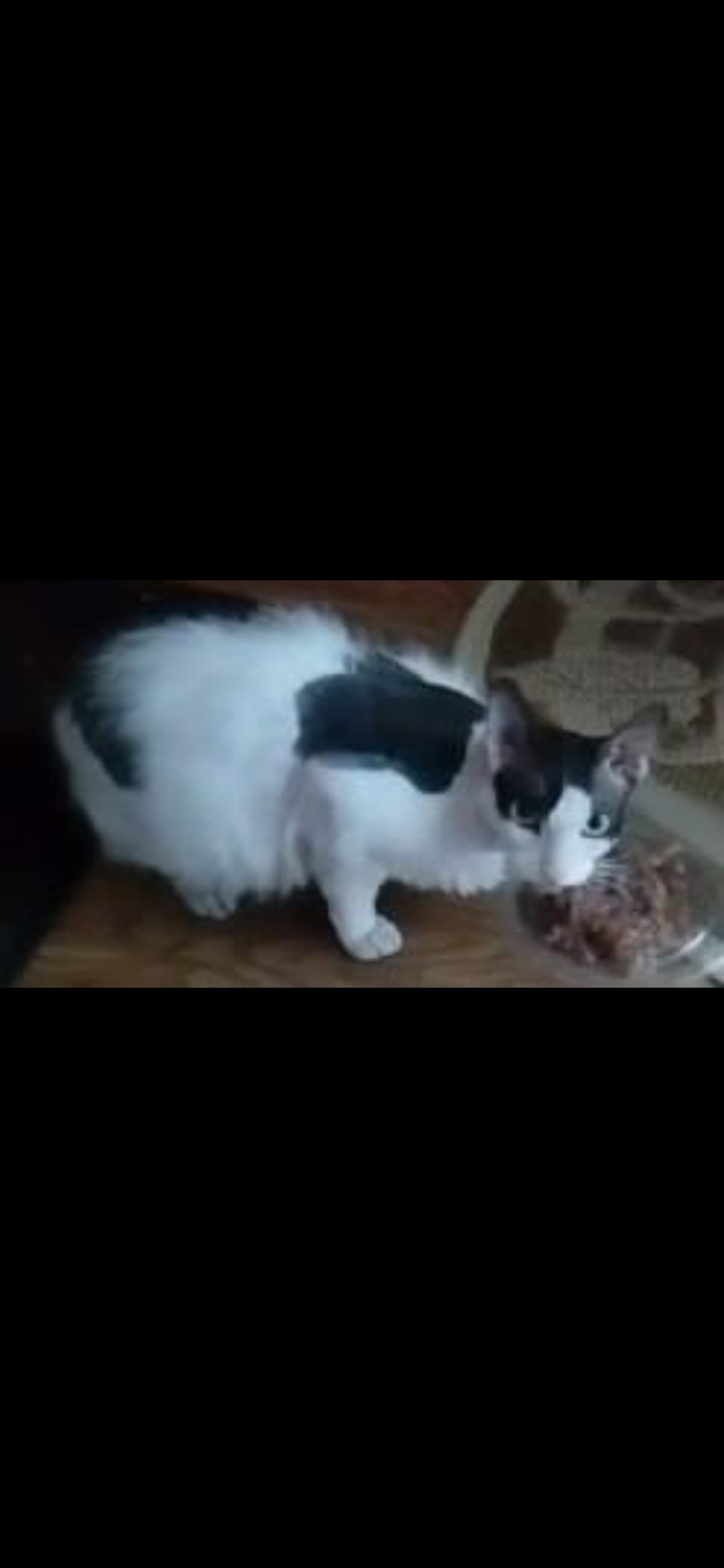 Пропала черно-белая кошка в Когалыме