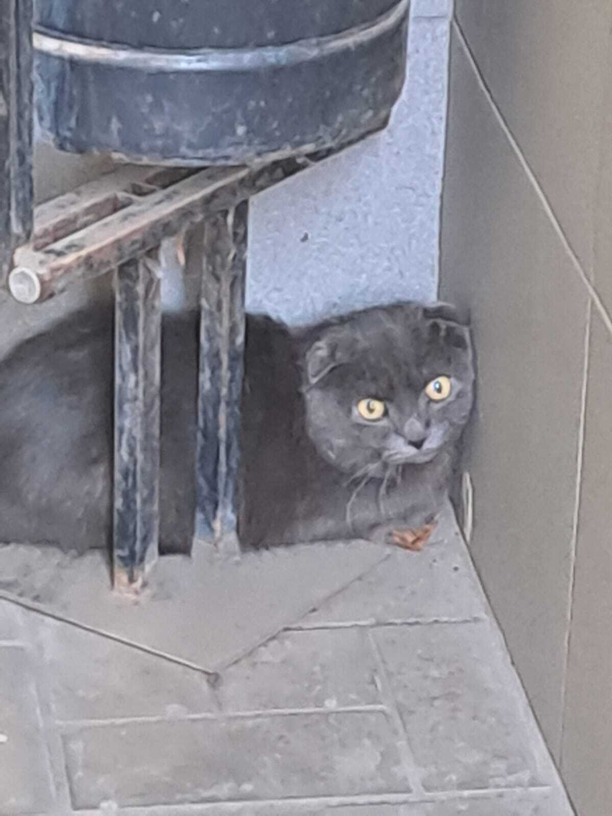 Найдена кошка Вислоухая британка, ул. Суворова, Ростов