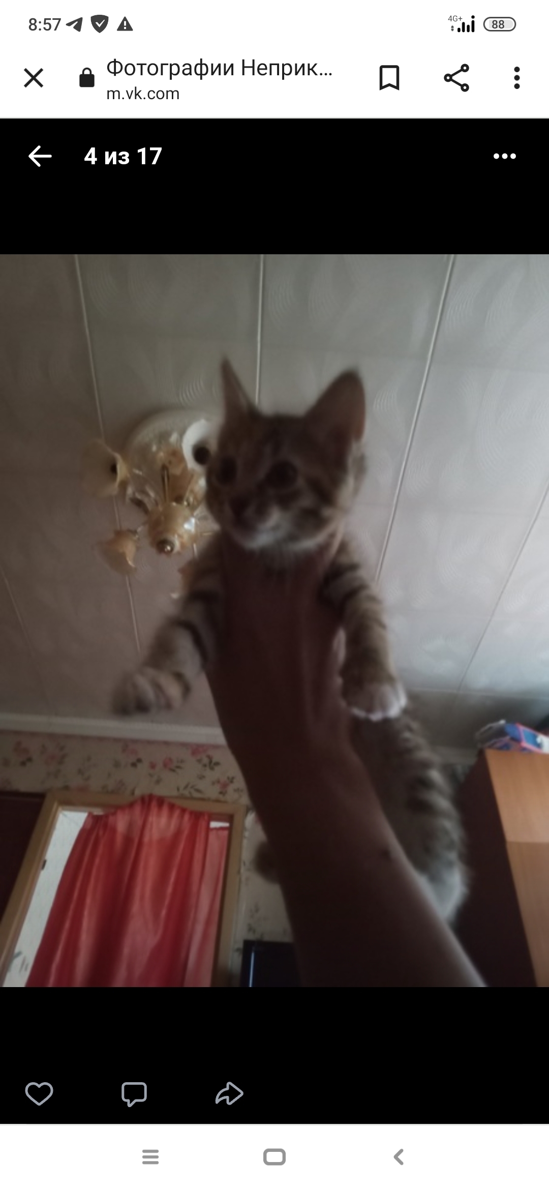 Пропала кошка Пол в Иваново