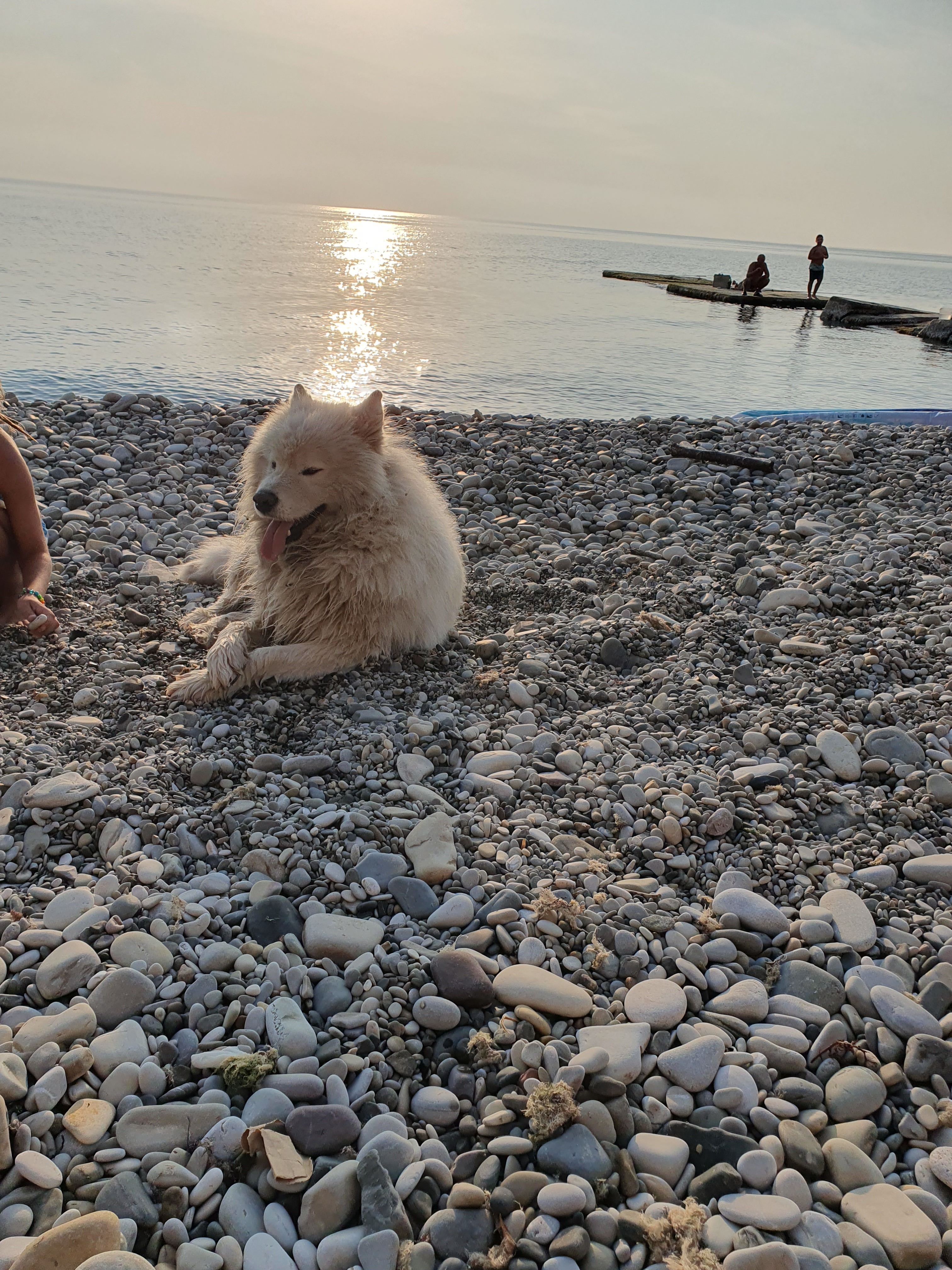 Найдена собака Самоед, центральный пляж Агой