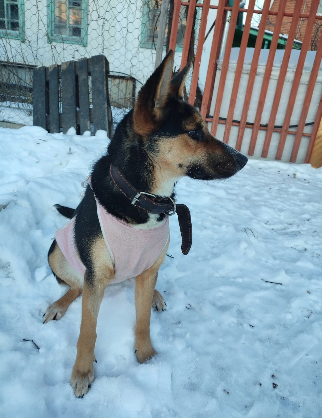 Пропала собака в Тольятти, Гвардейский проезд, 32