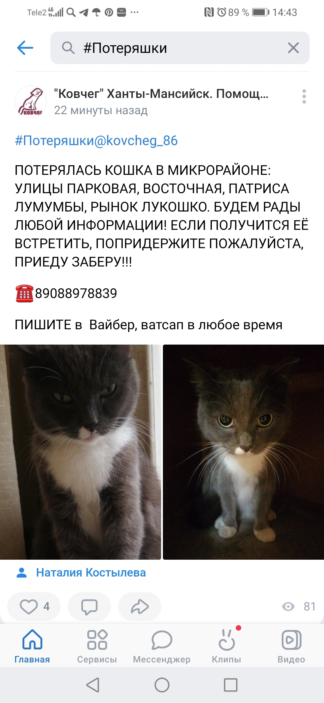 Пропала кошка в Ханты-Мансийске, ул. Менделеева