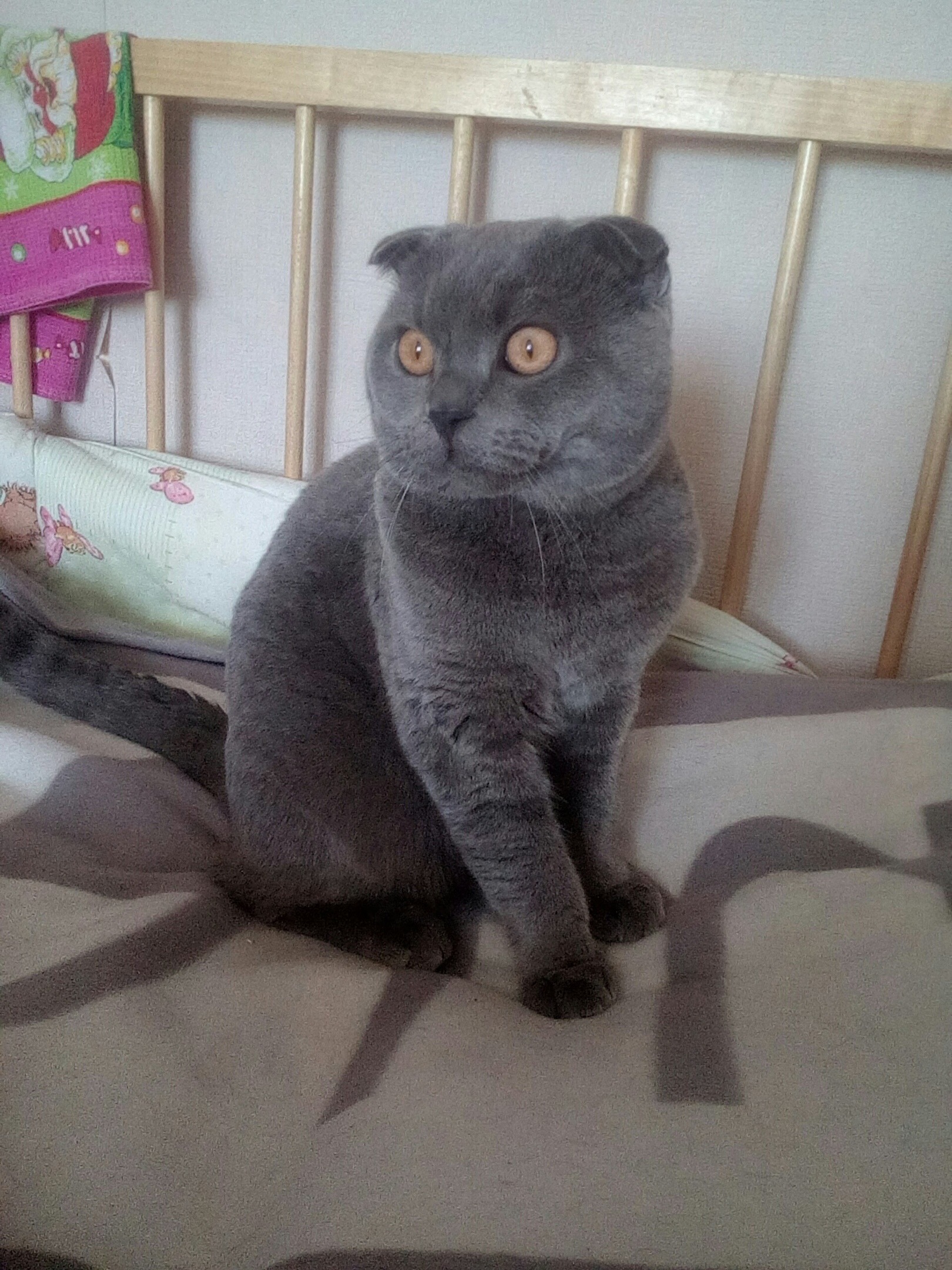 Пропала кошка в Ярославле: Кот, пепельный окрас, пр-т Дзержинского, 65